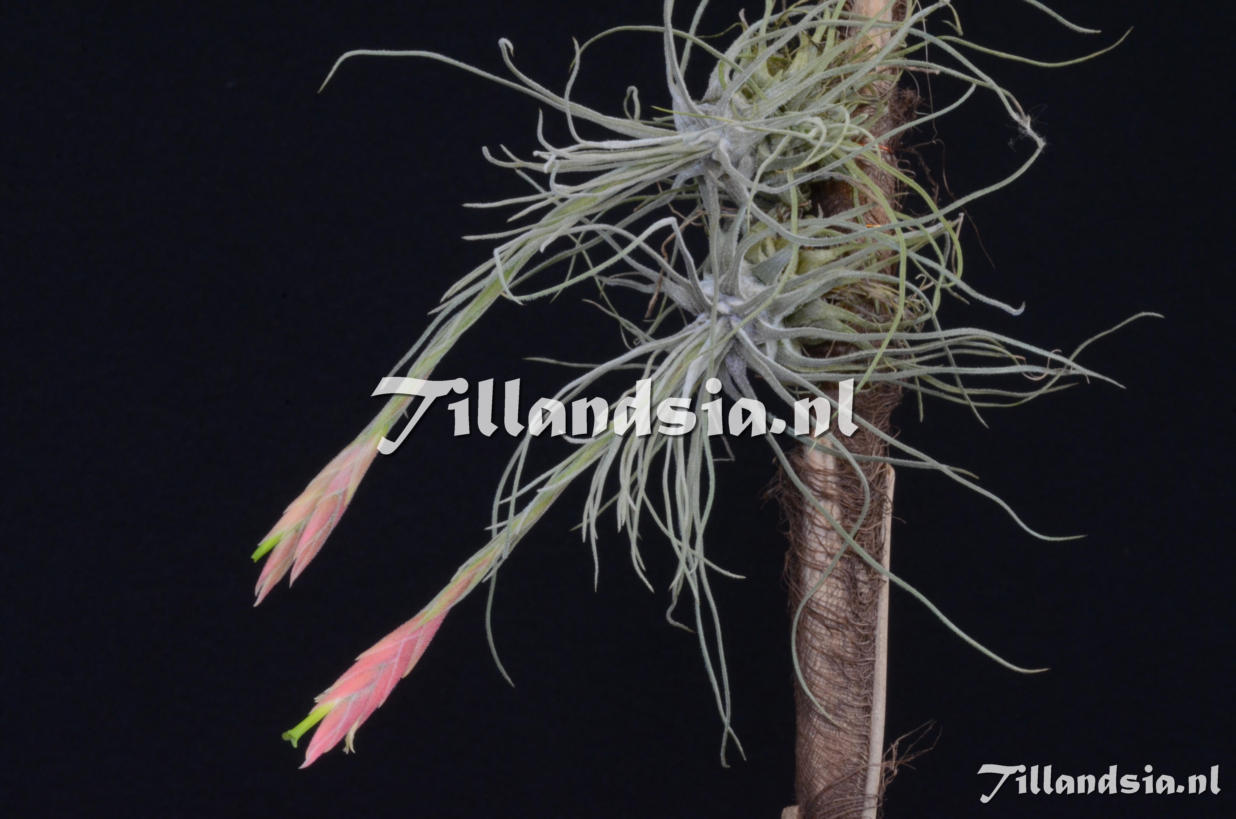 1048 Tillandsia ignesiae