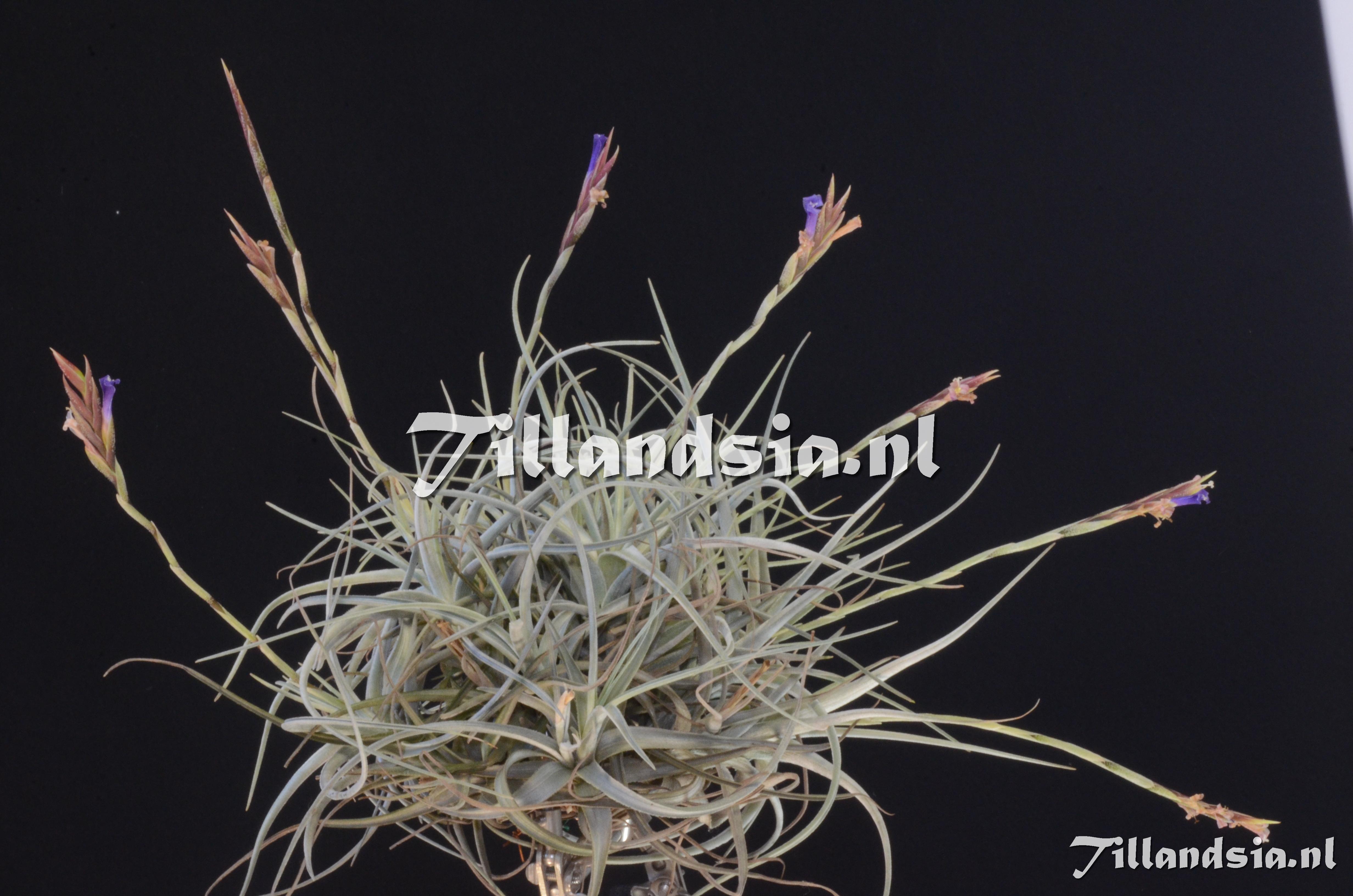 1072 Tillandsia uruguayensis