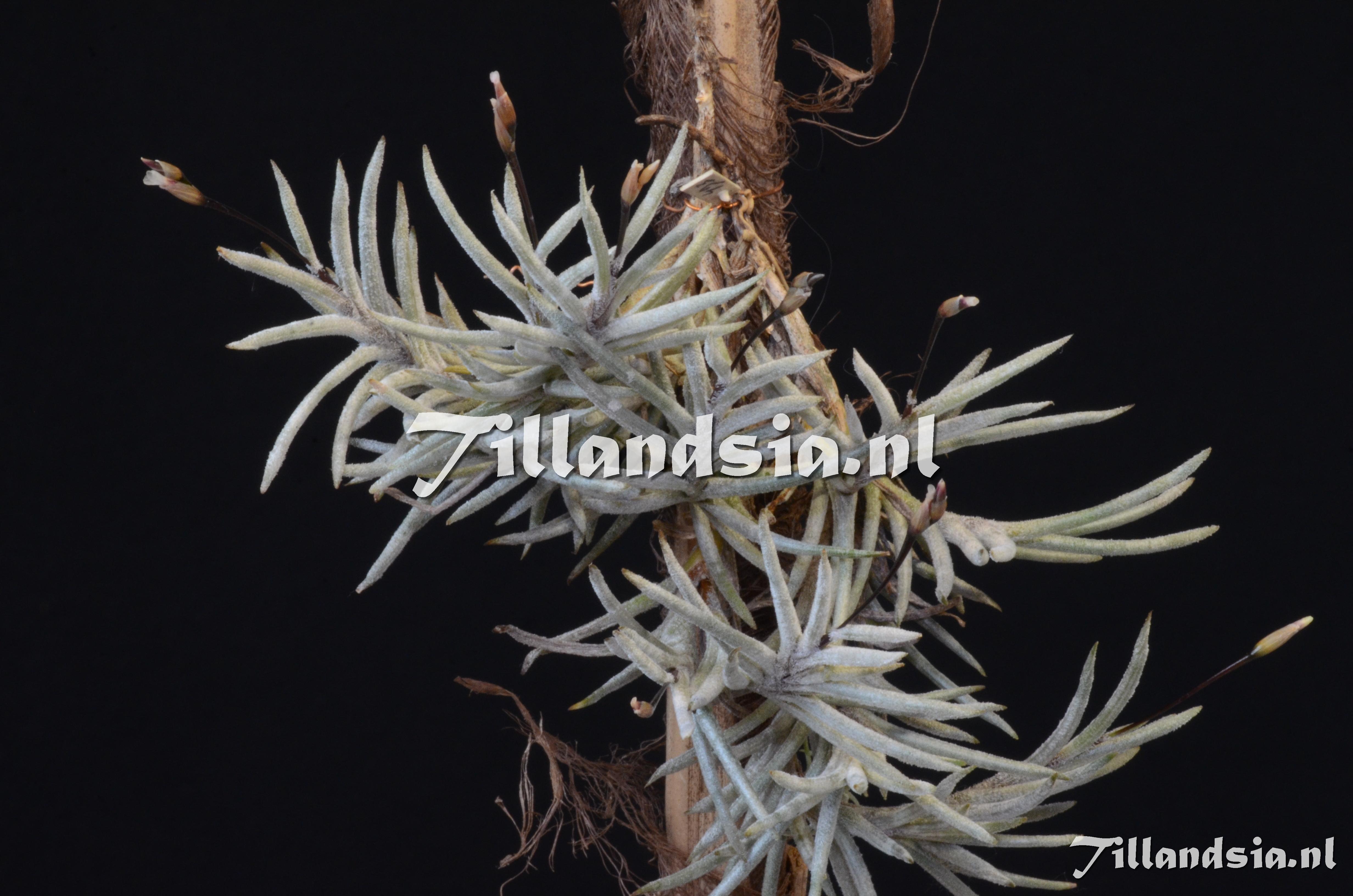 1083 Tillandsia capillaris 