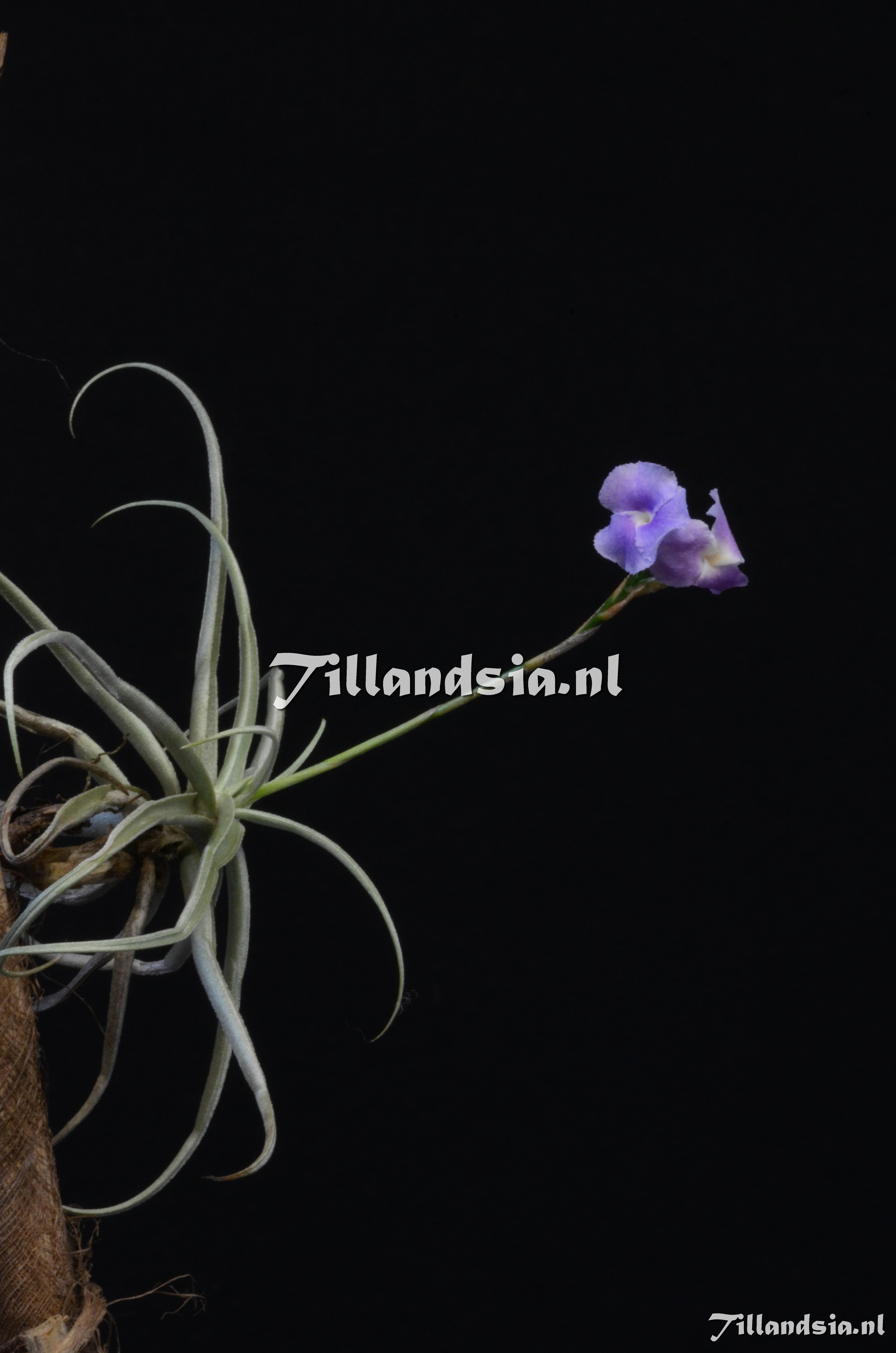 1094 Tillandsia reichenbachii