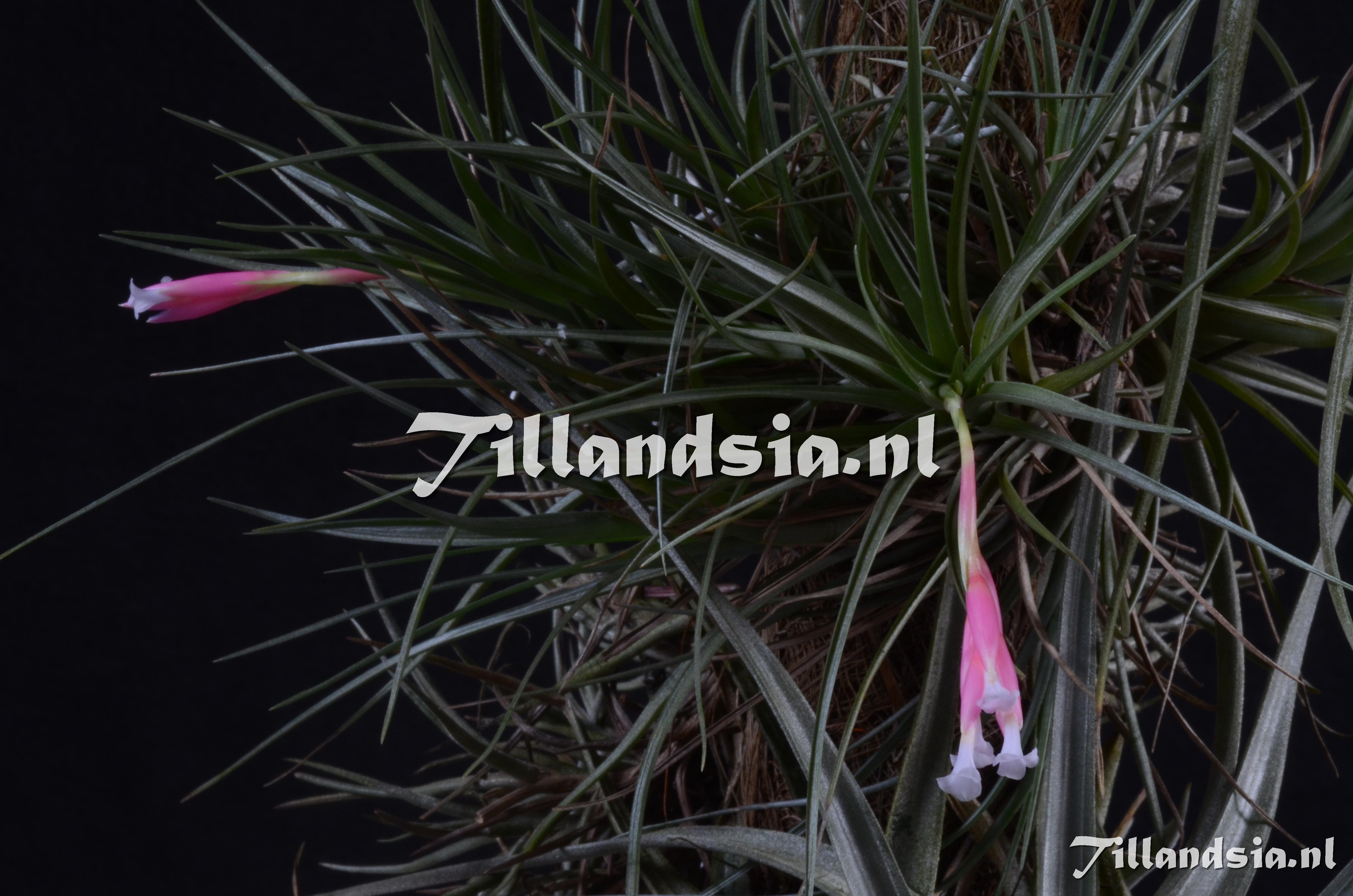 110 Tillandsia tenuifolia