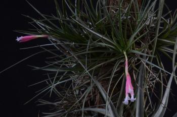 110 Tillandsia tenuifolia