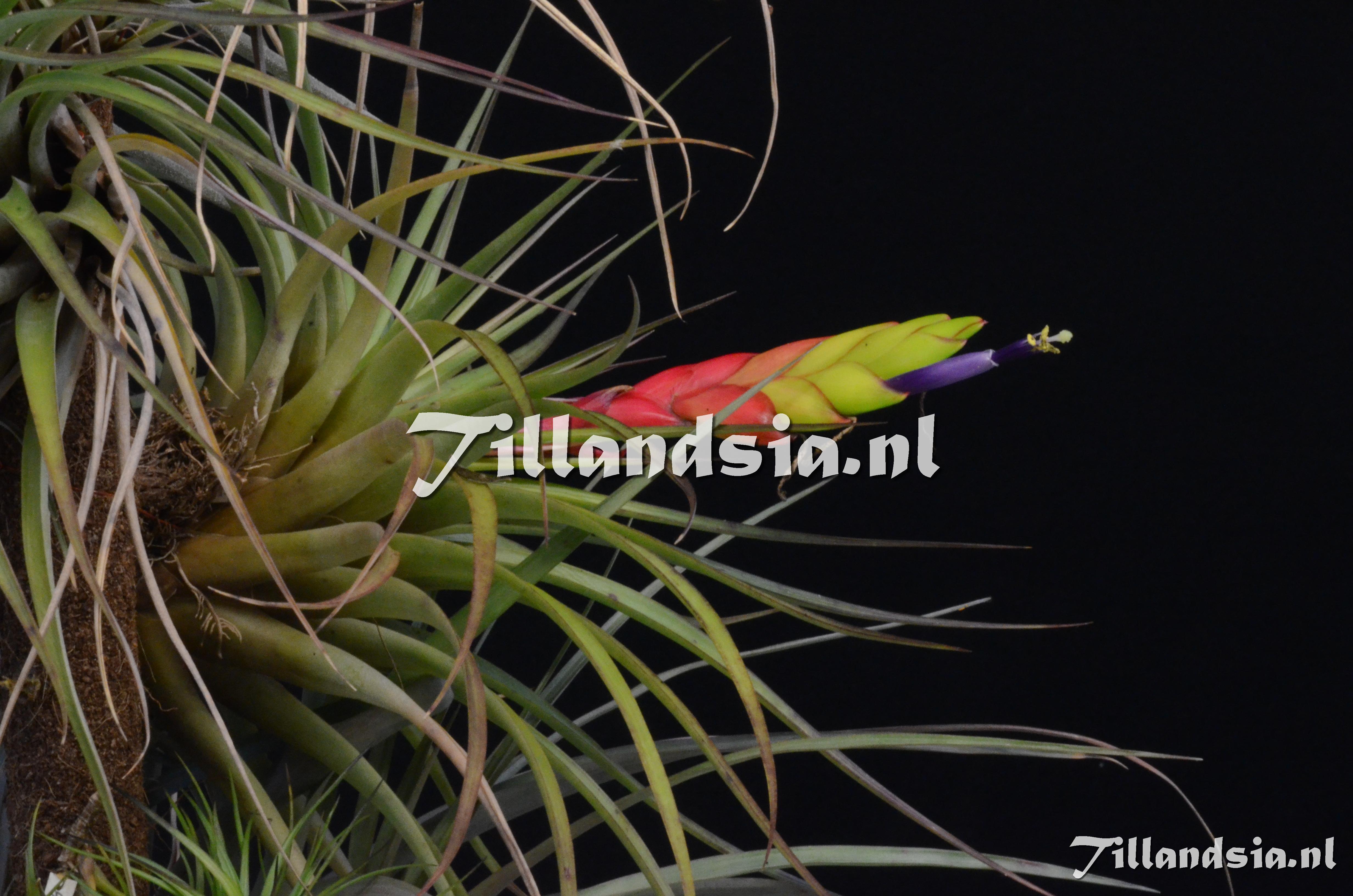 1105 Tillandsia zoquensis