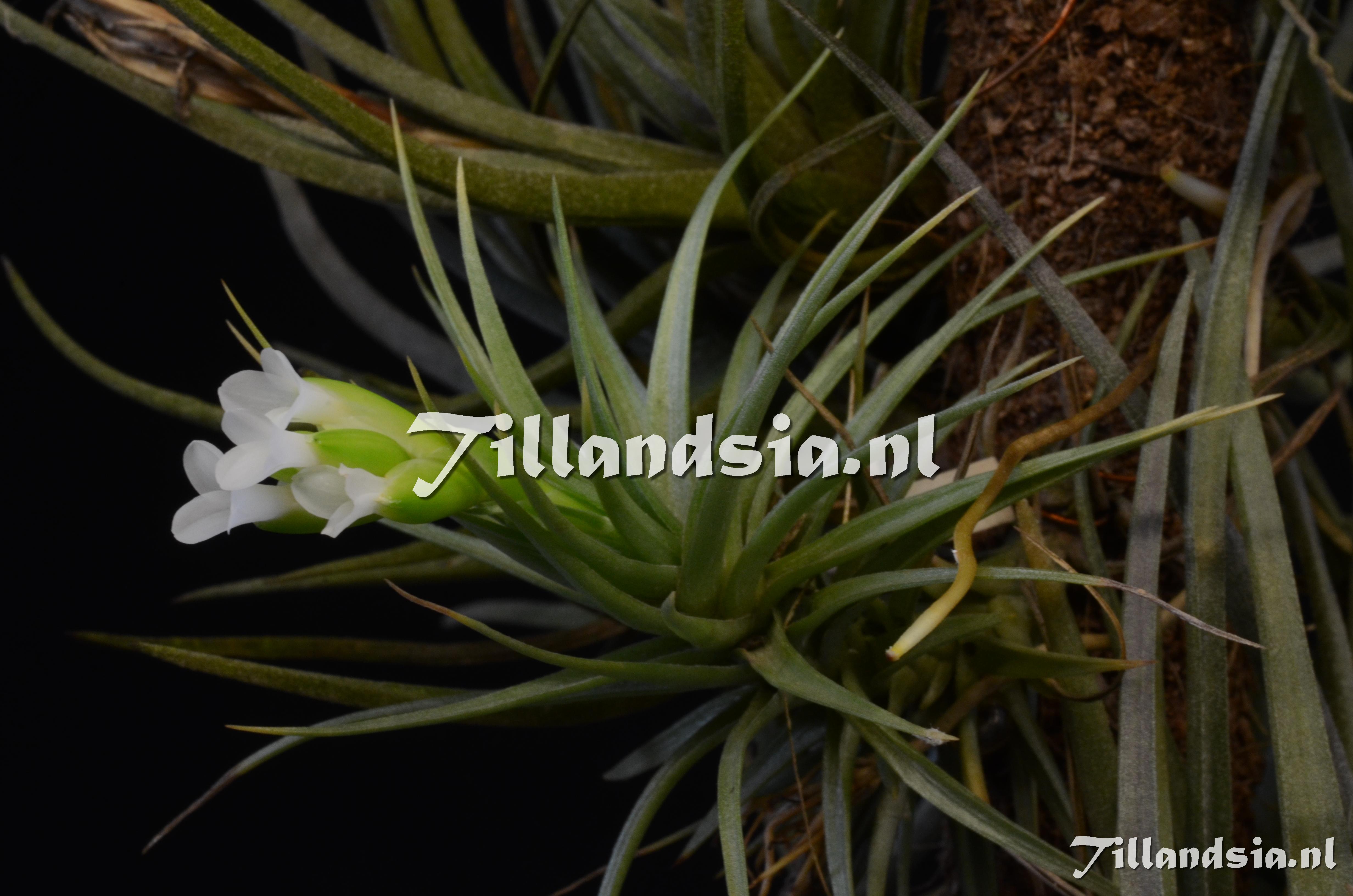 1120 Tillandsia tenuifolia