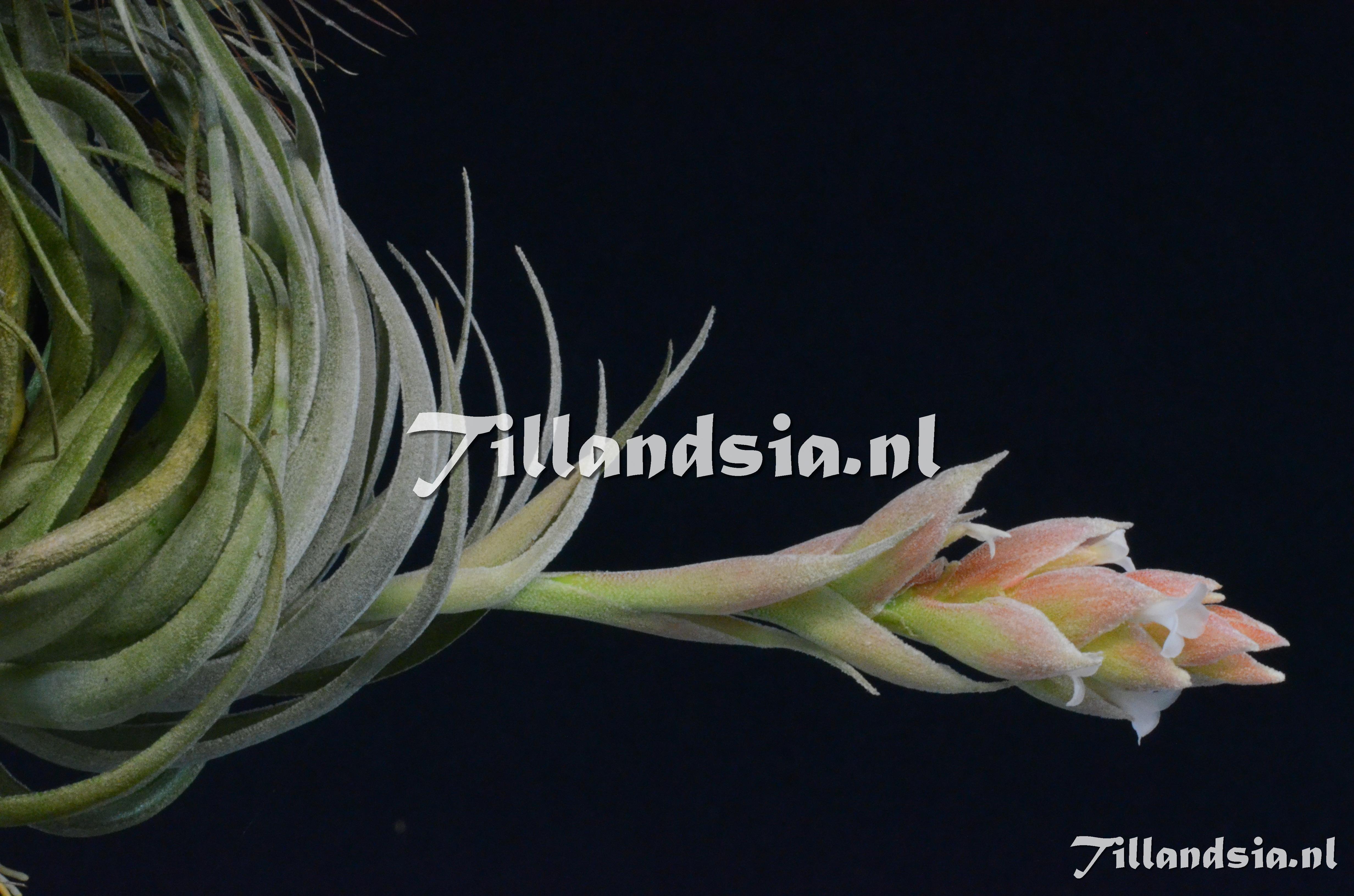 1122 Tillandsia cf. minasgeraisensis