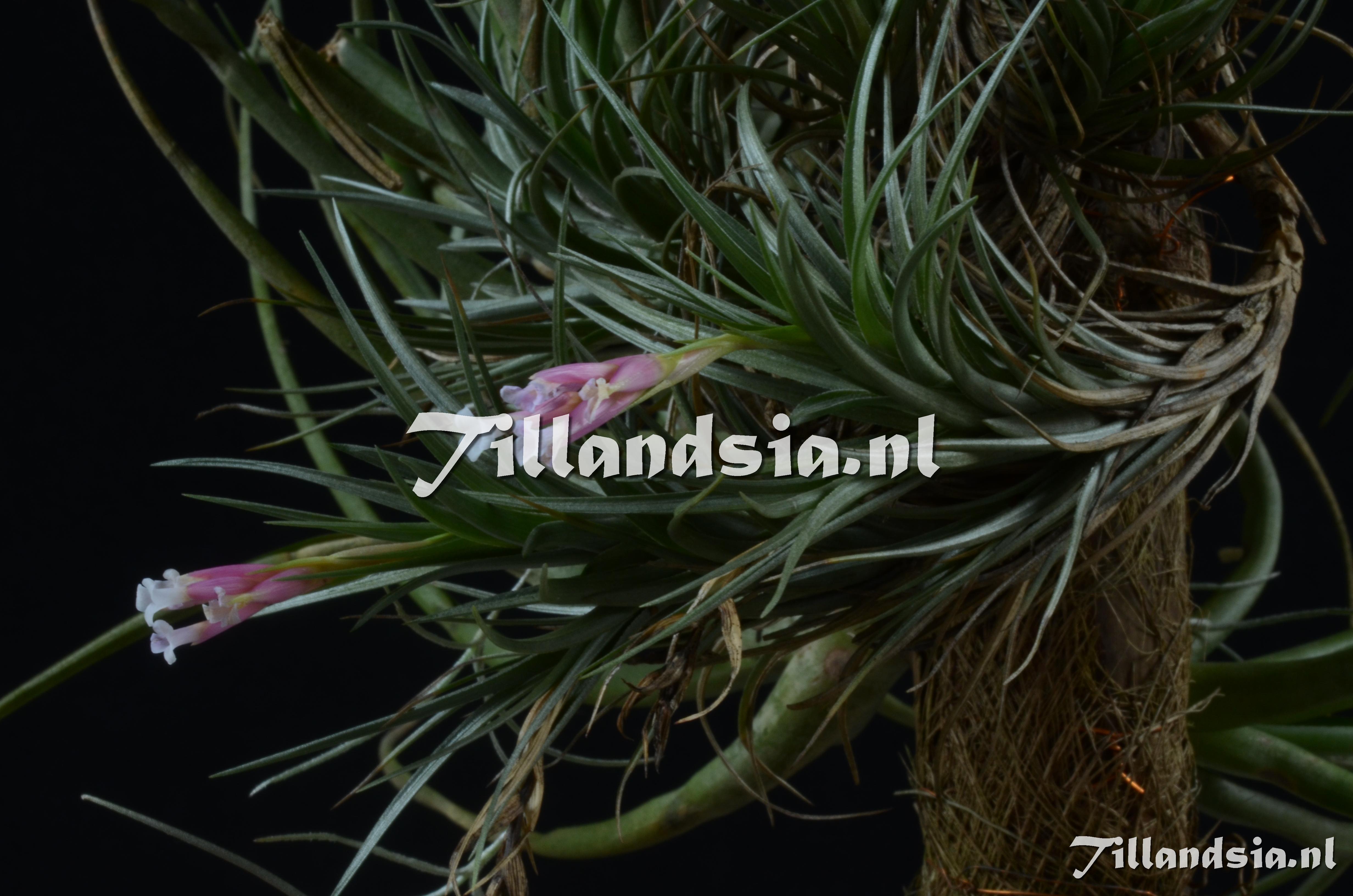 113 Tillandsia tenuifolia