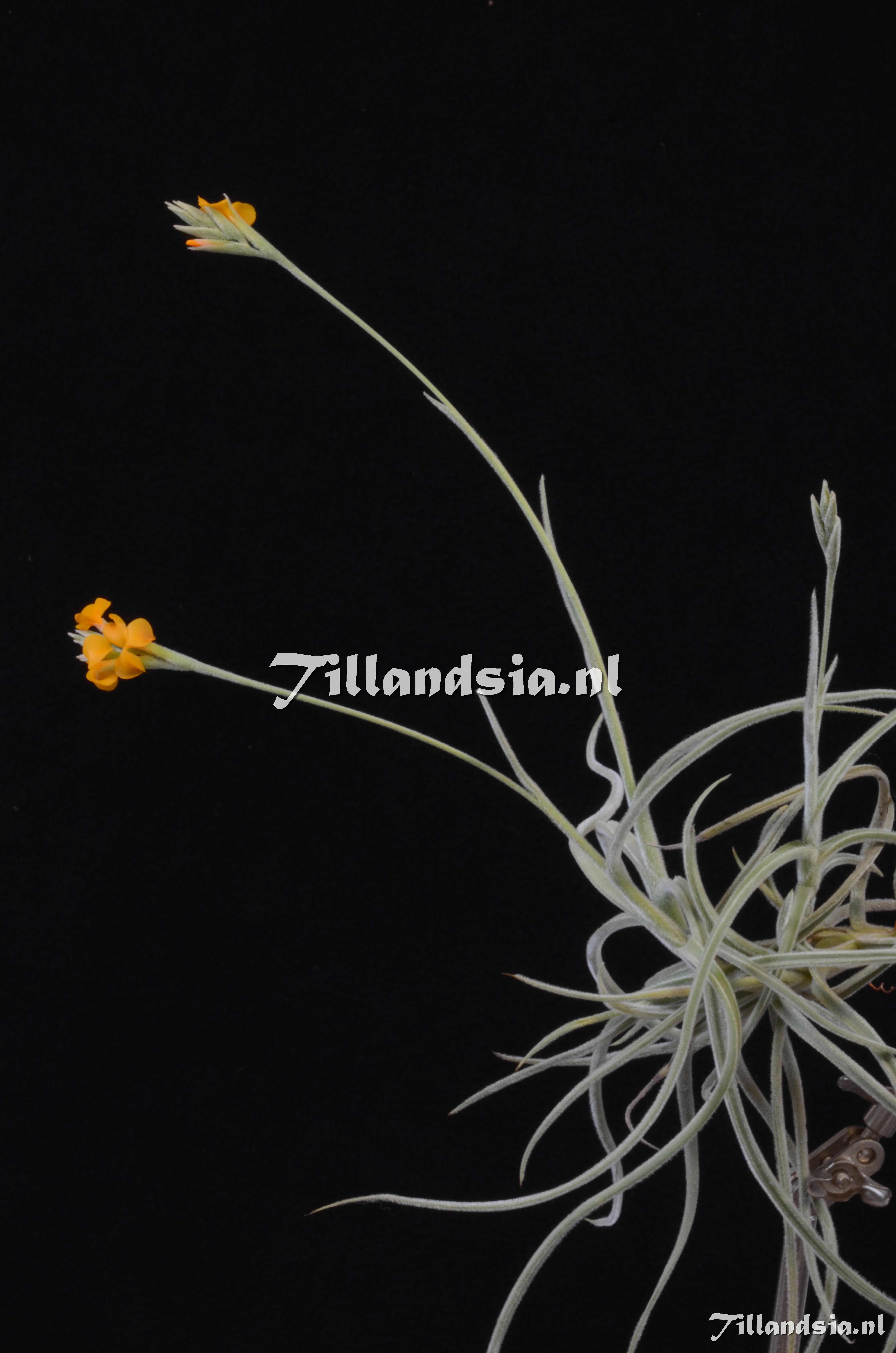 1131 Tillandsia crocata orange