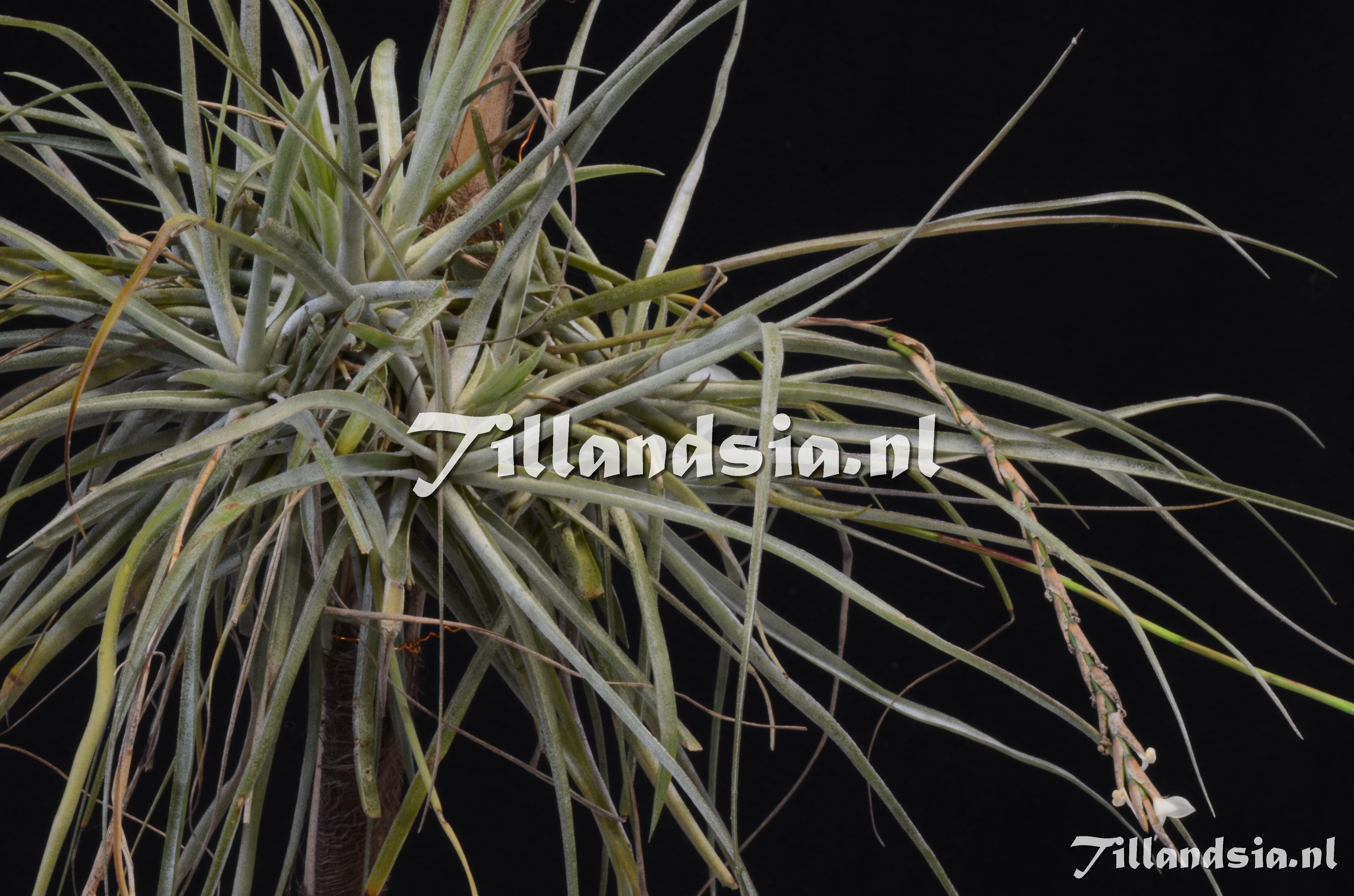 1148 Tillandsia triglochinoides