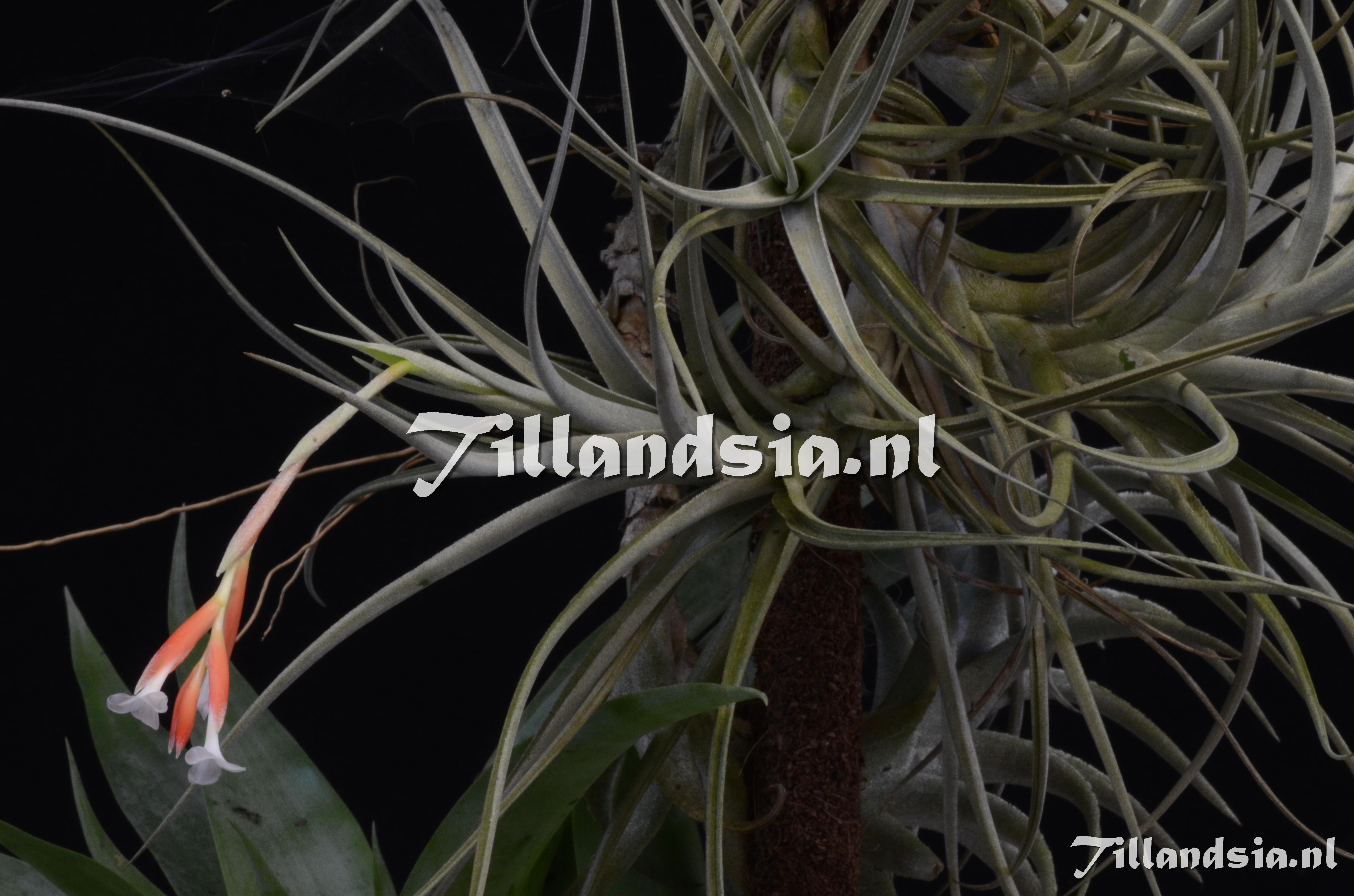 1171 Tillandsia toropiensis