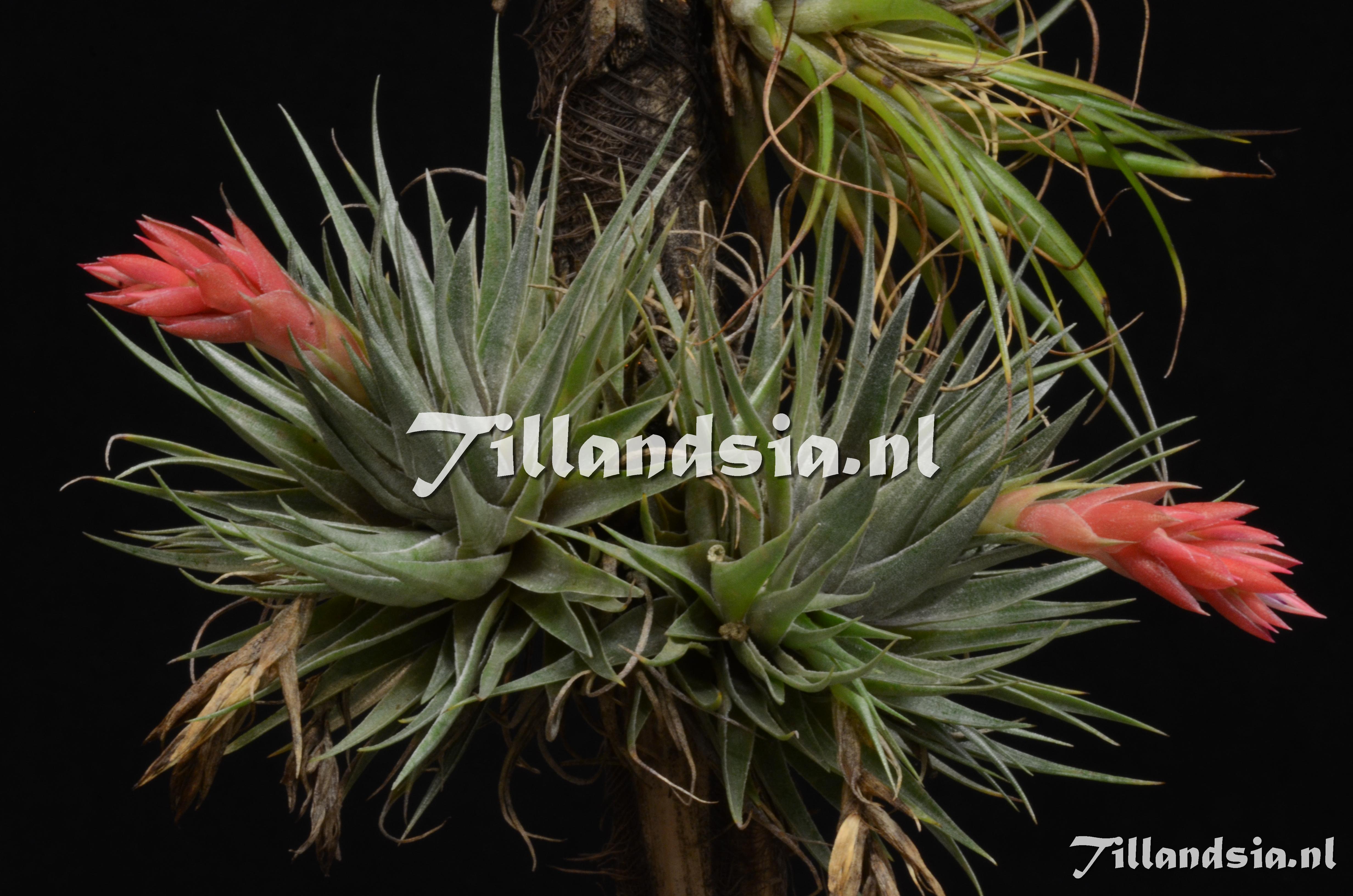 1198 Tillandsia cf. roseiflora