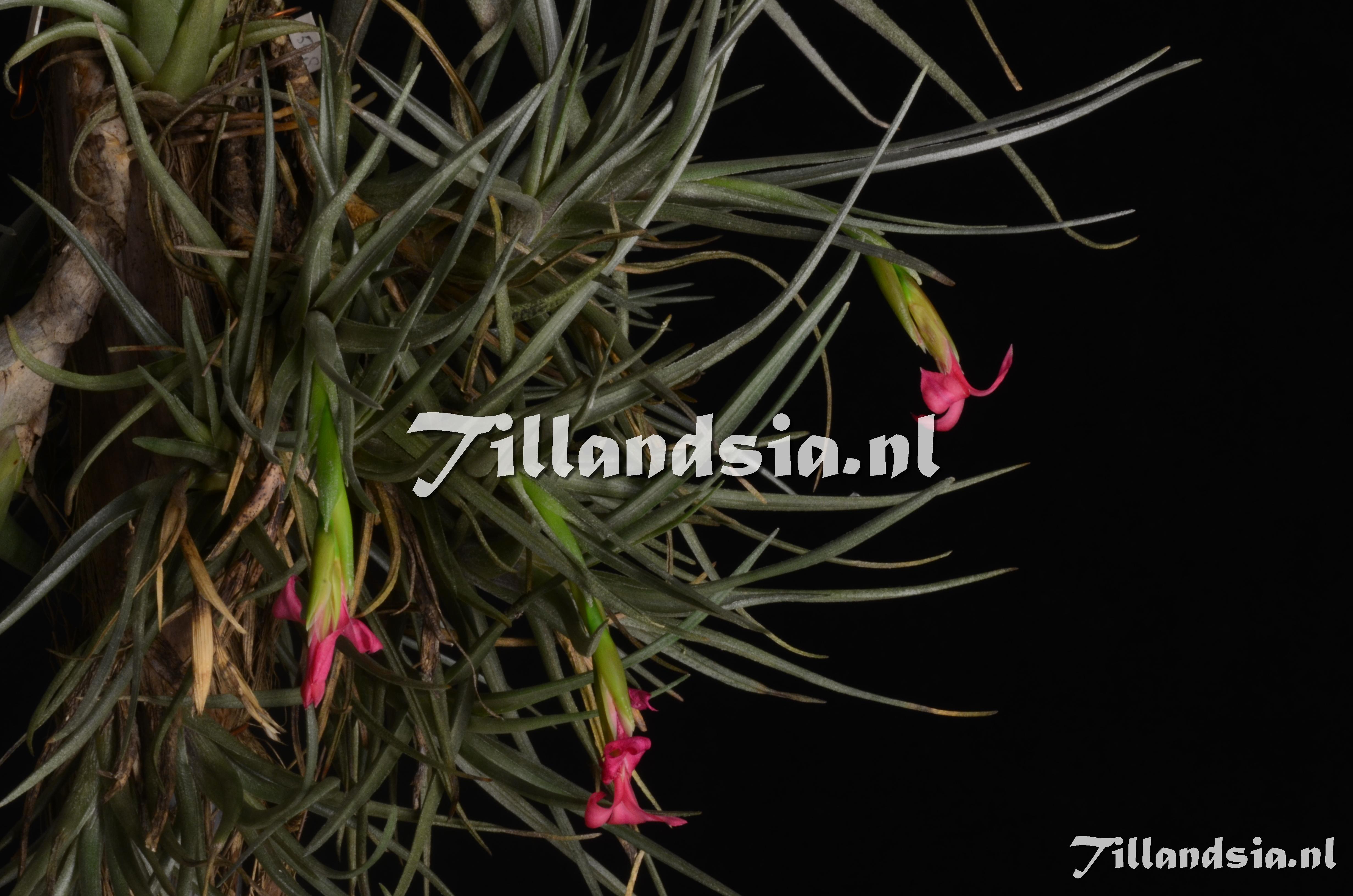 120 Tillandsia dorotheae