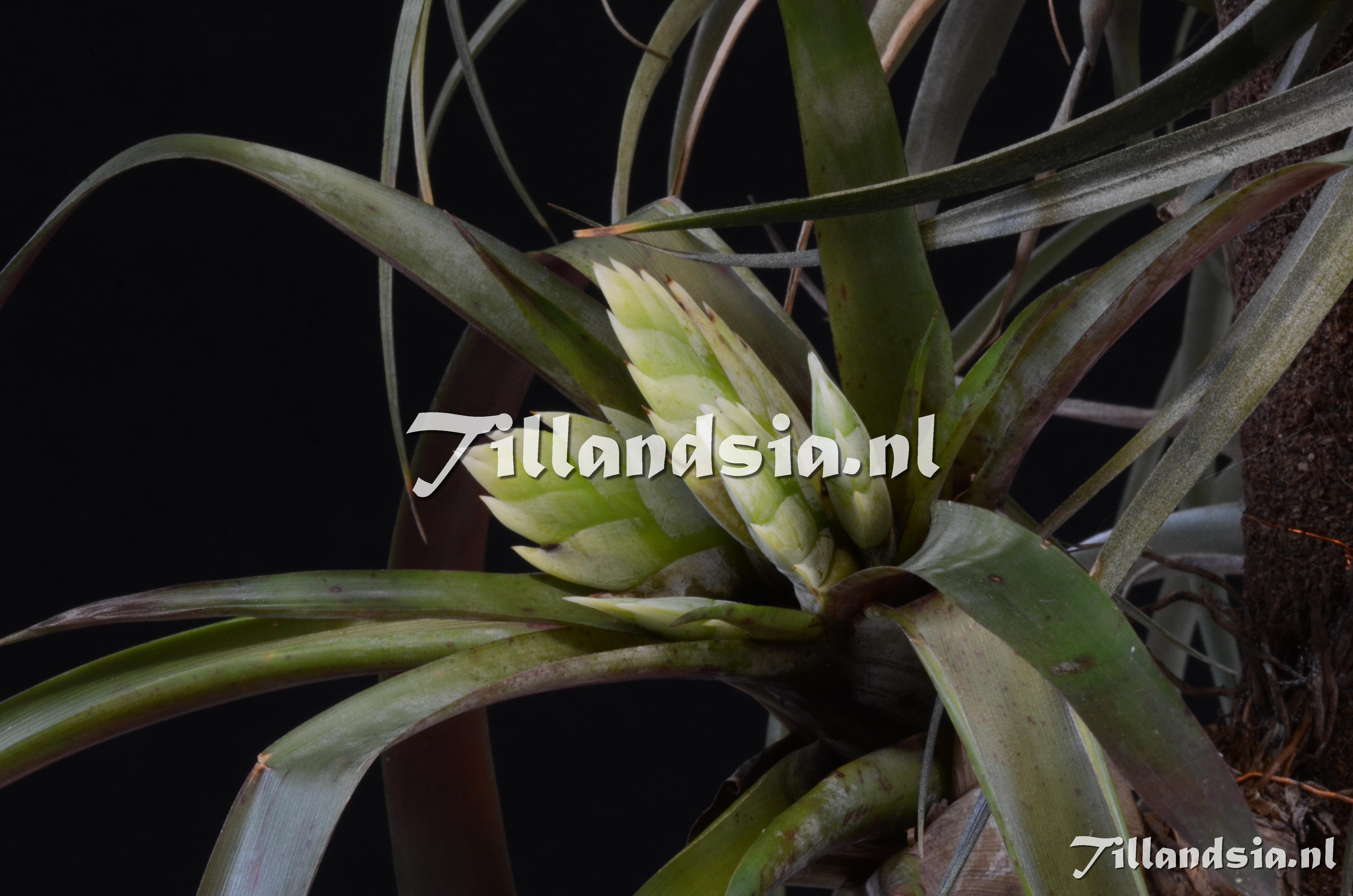 1203 Tillandsia raackii