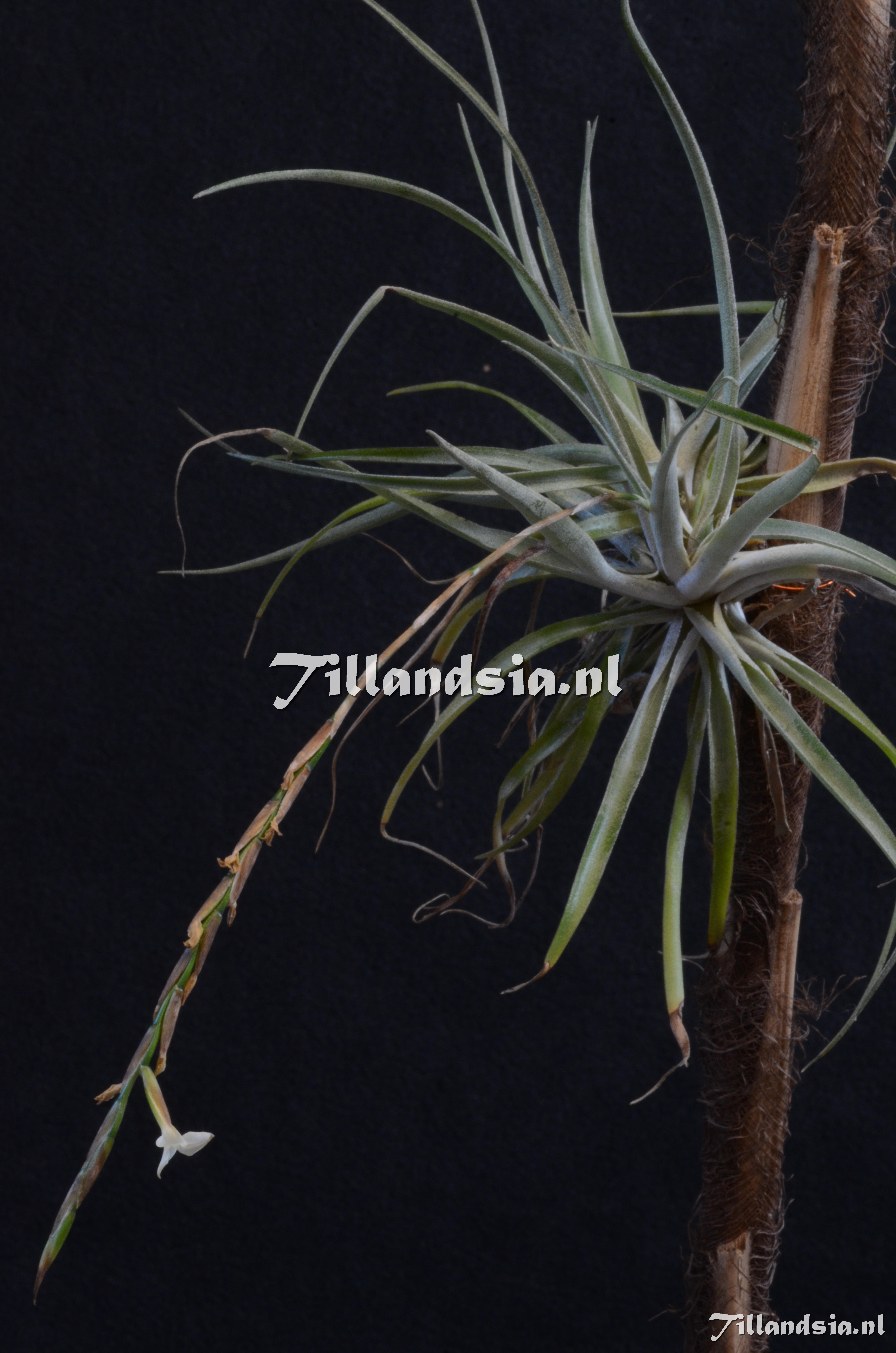 1205 Tillandsia triglochinoides