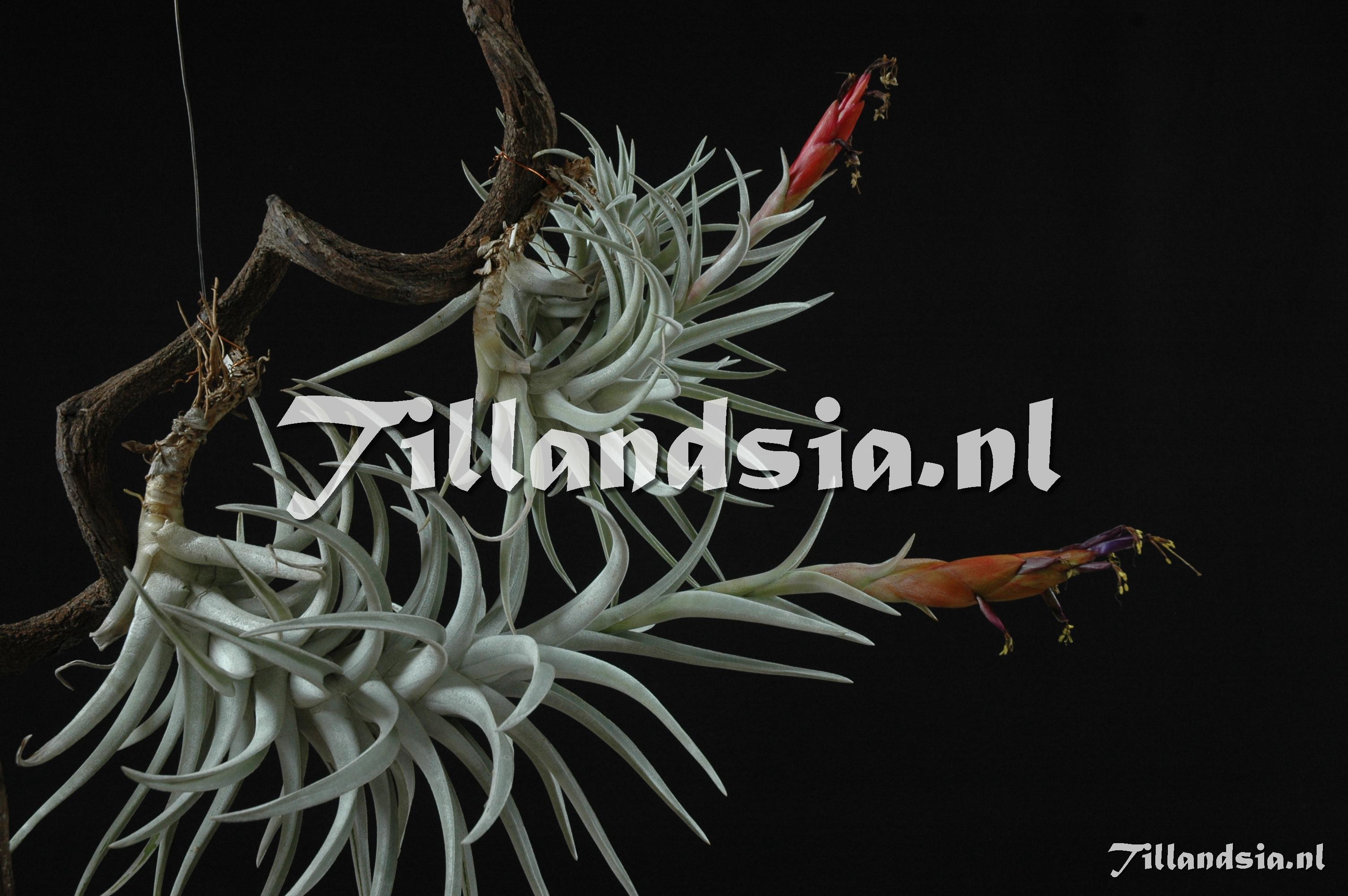 1212 Tillandsia harrisii