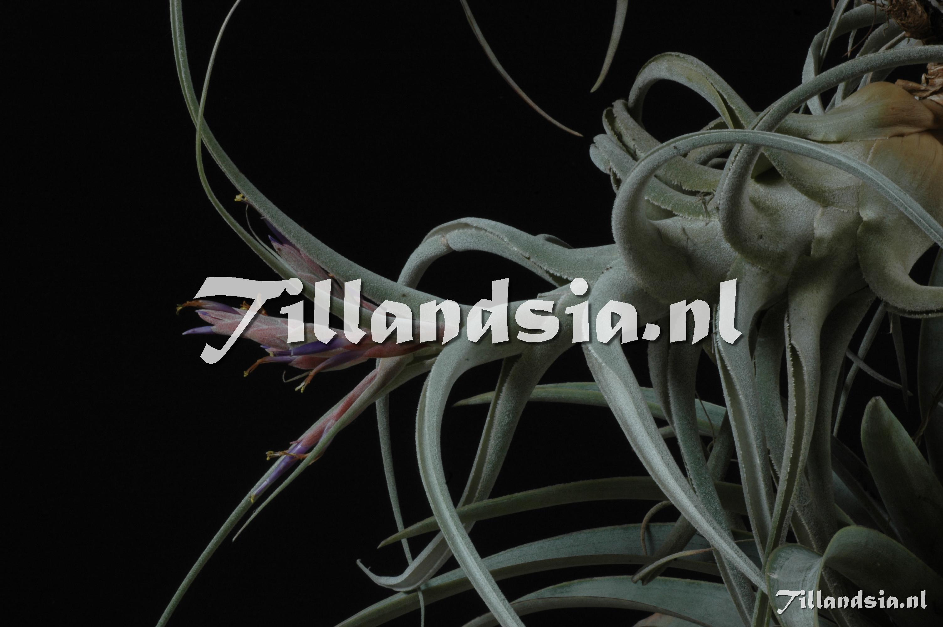 1214 Tillandsia ehlersiana