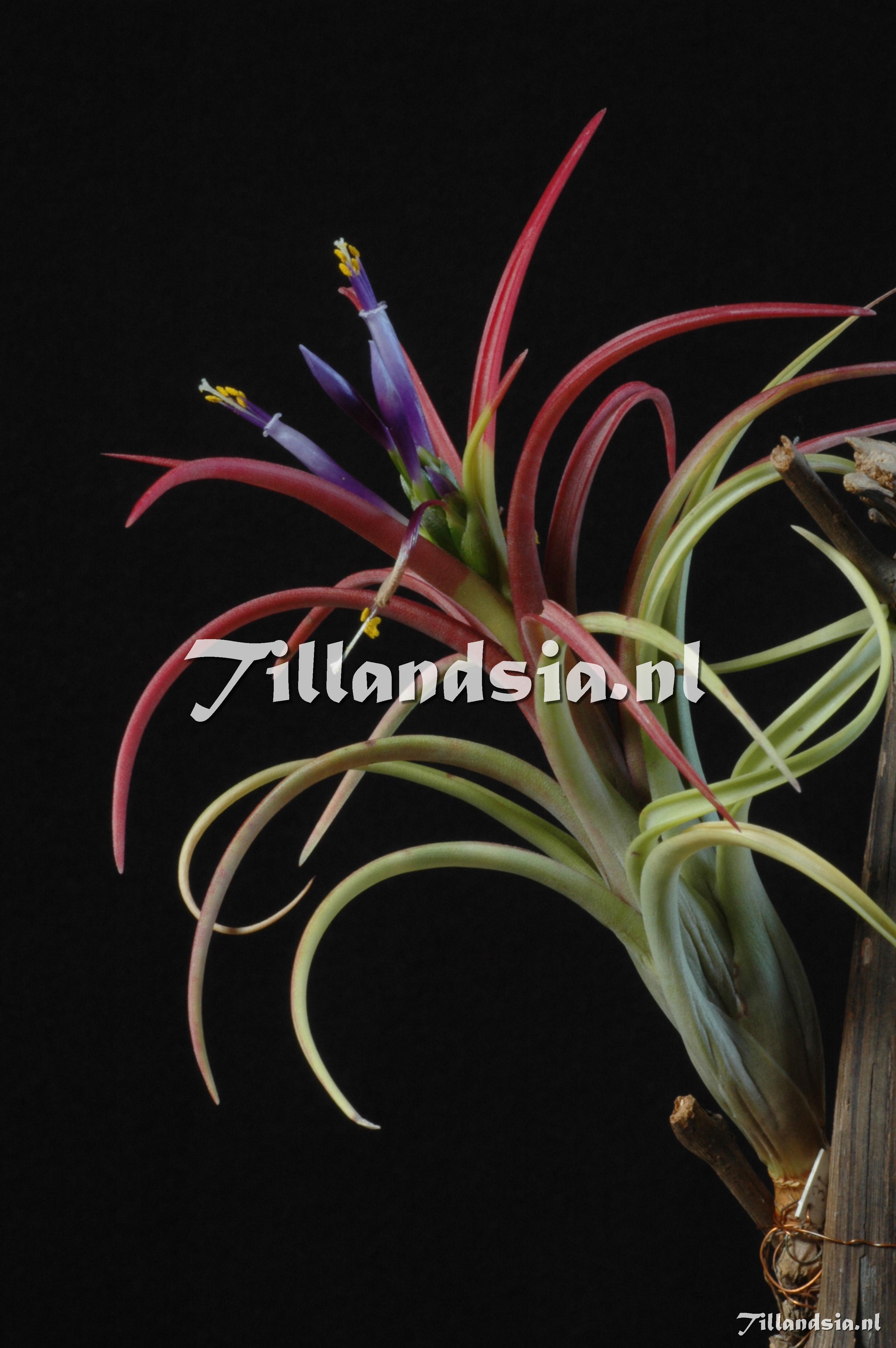 1223 Tillandsia turquinensis