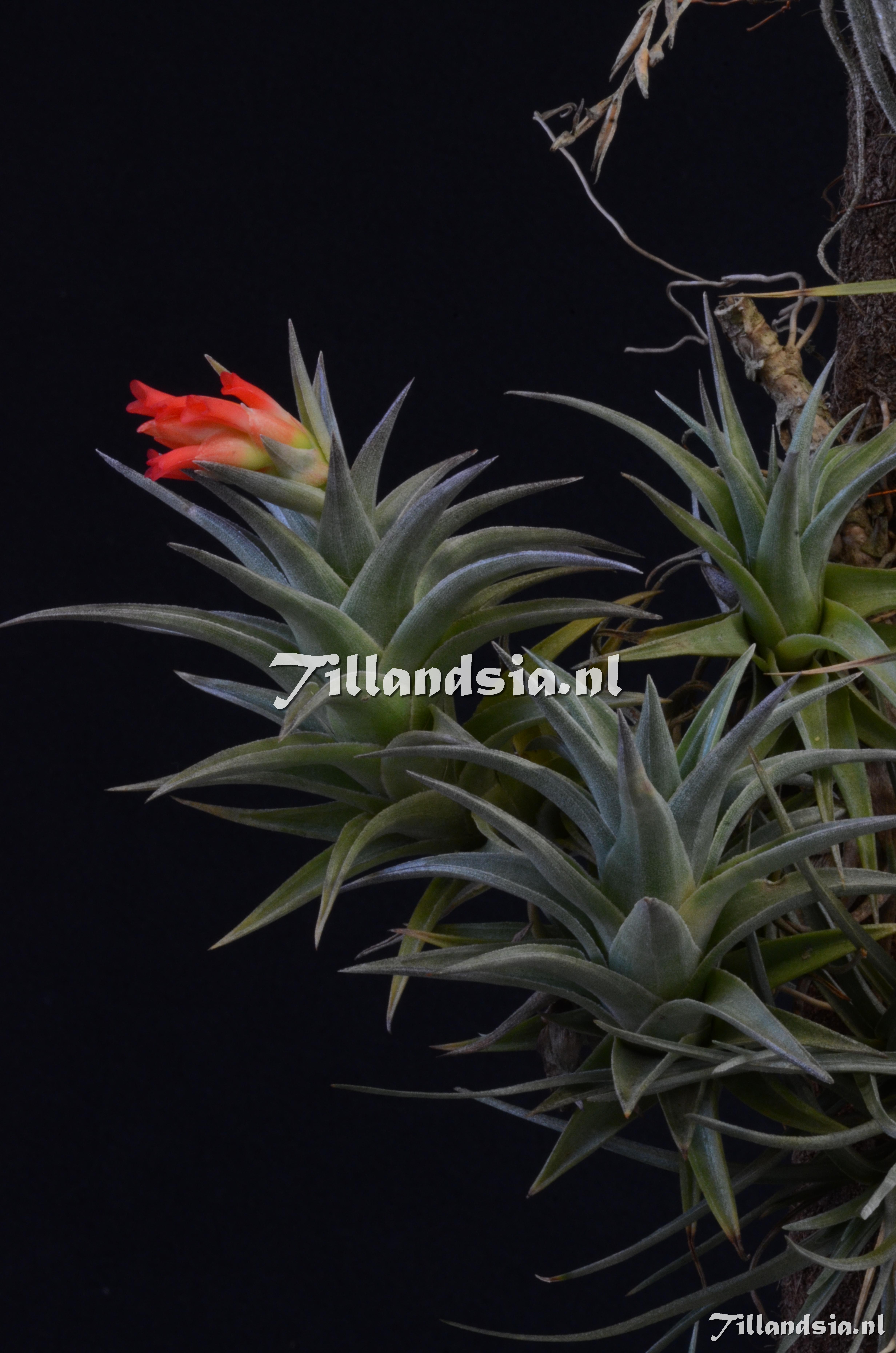 1252 Tillandsia edithae