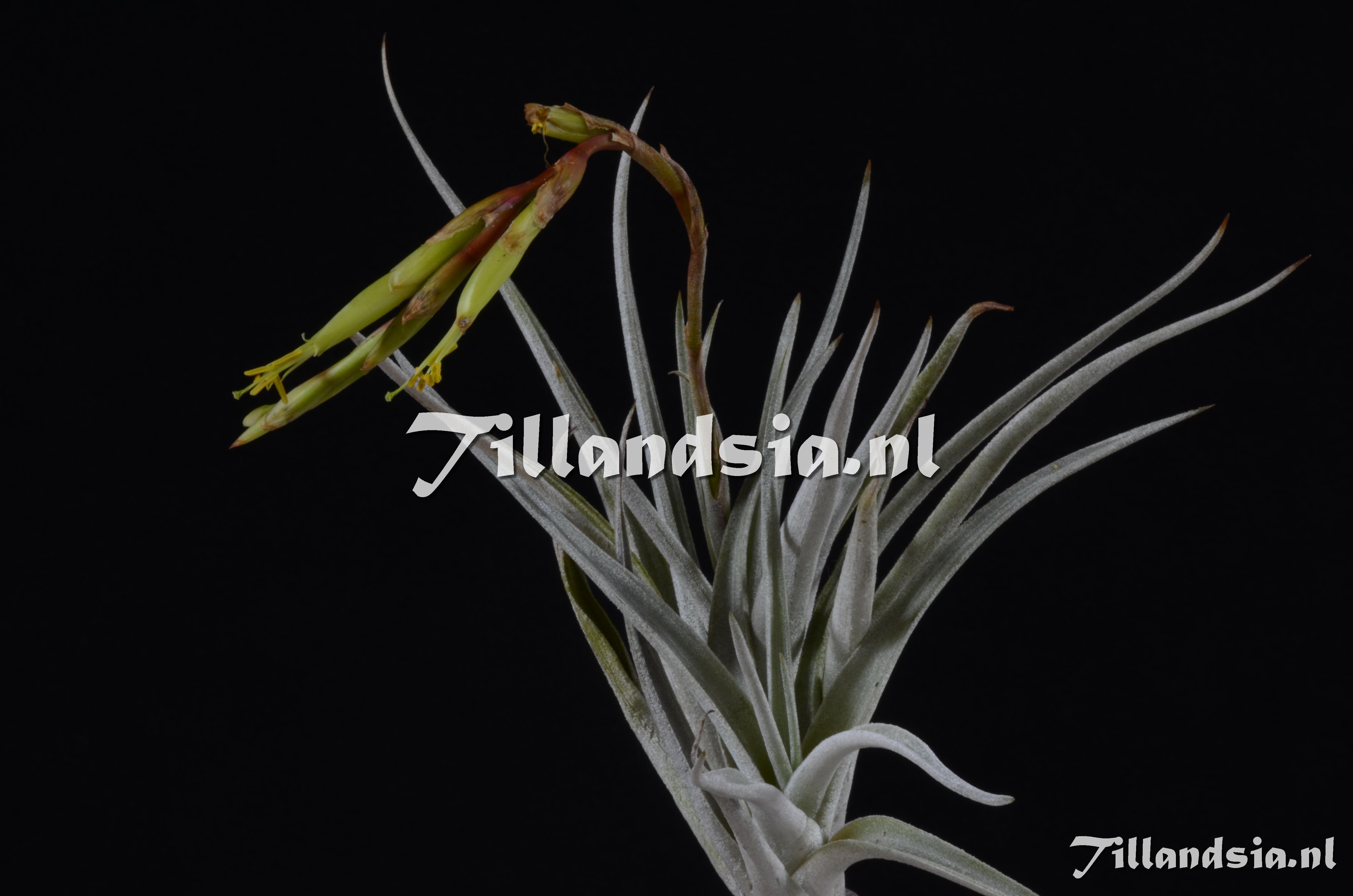 13 Tillandsia fresnilloensis