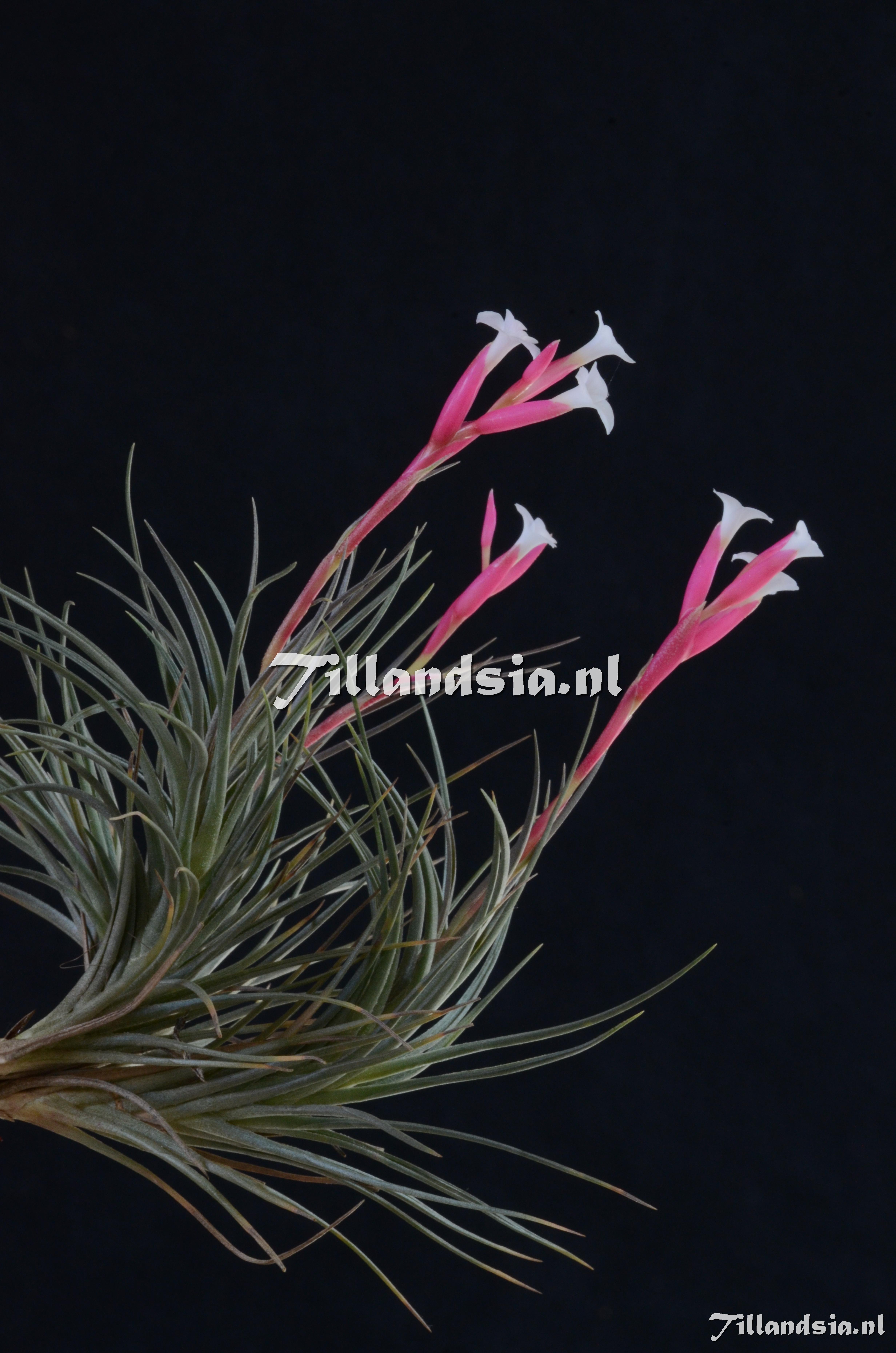 1308 Tillandsia tenuifolia