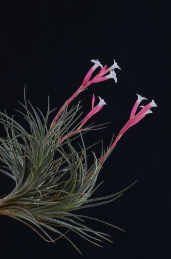 1308 Tillandsia tenuifolia