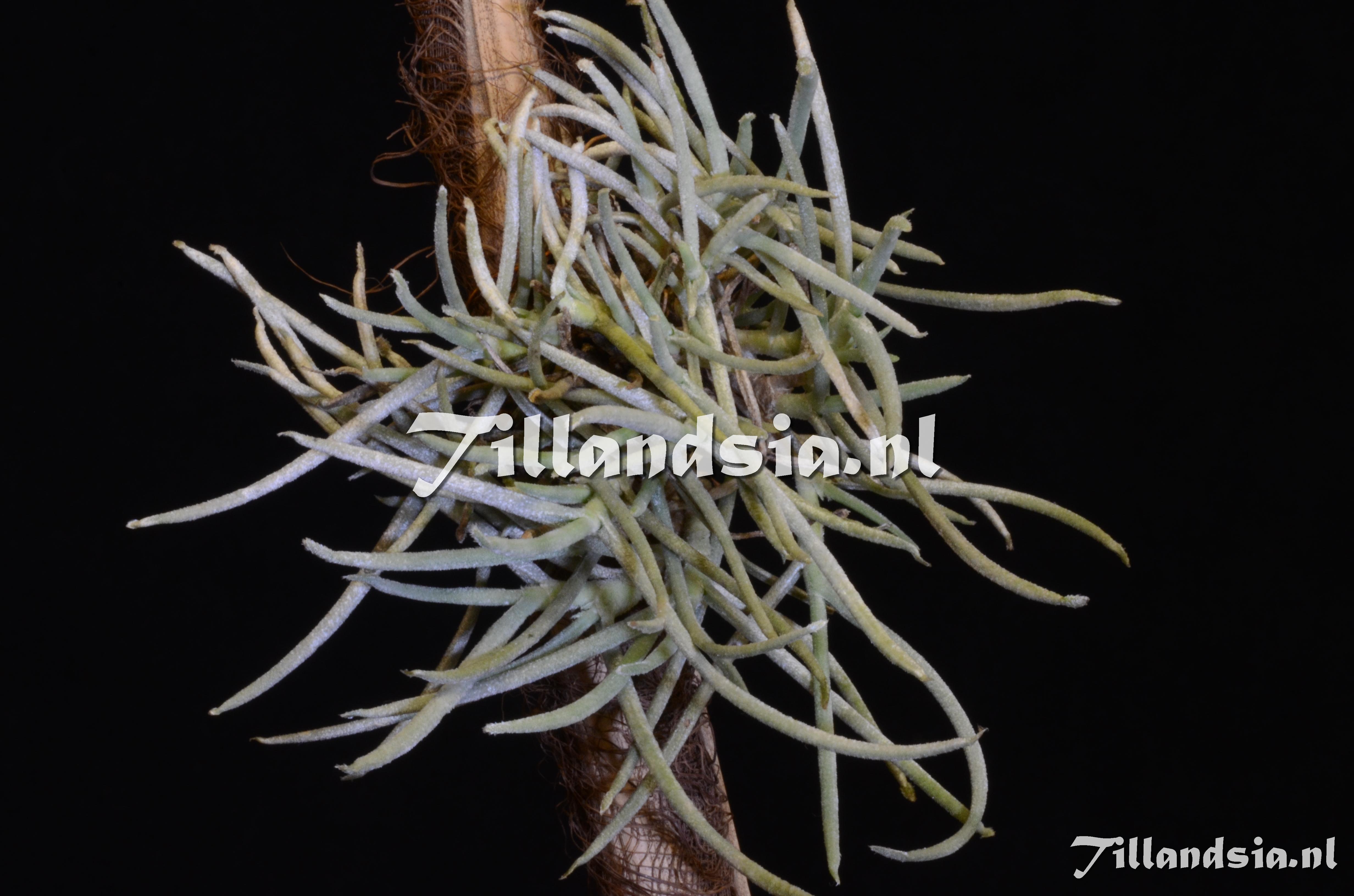 1312 Tillandsia mollis 