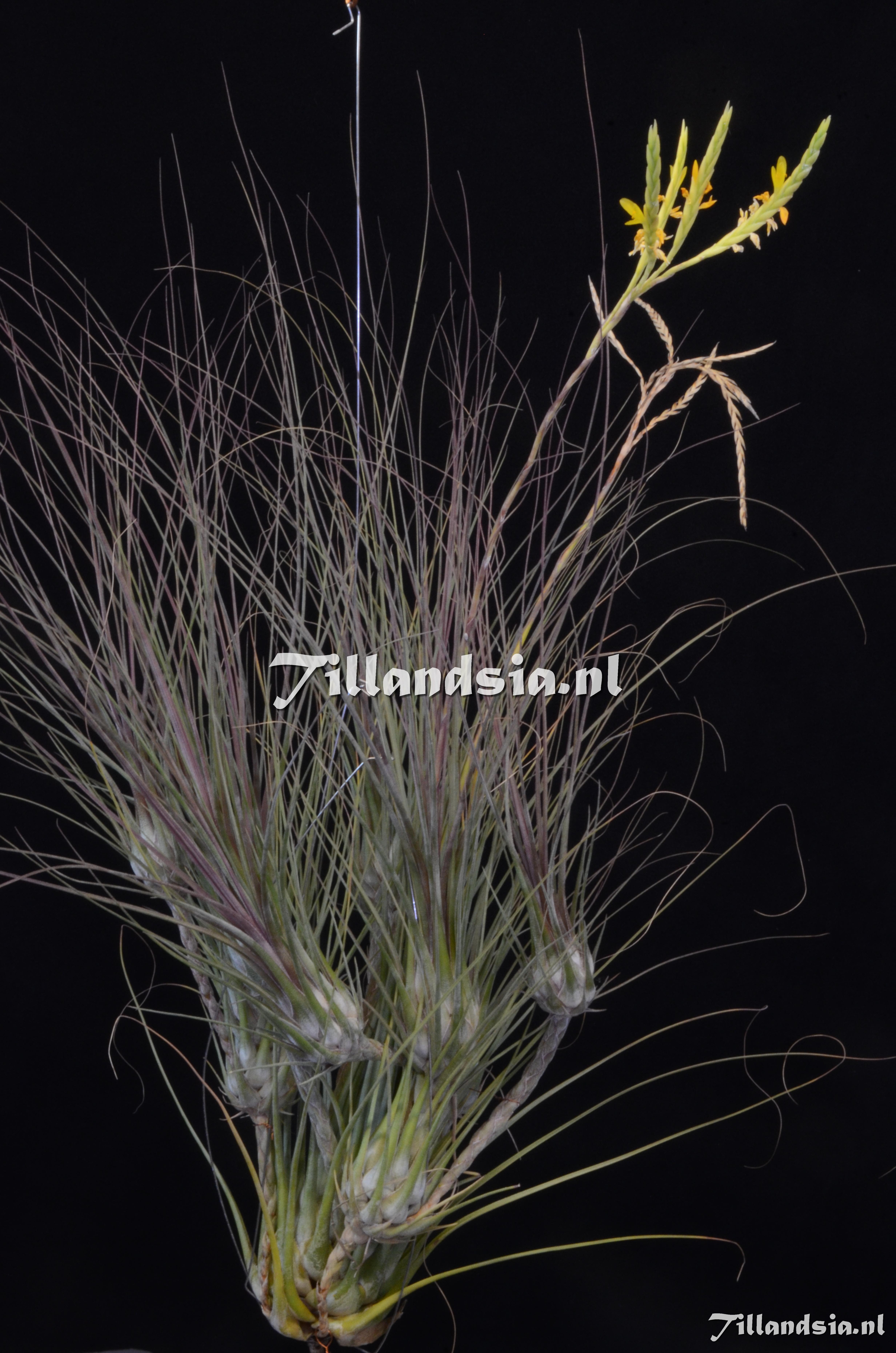 1313 Tillandsia disticha var. nov.