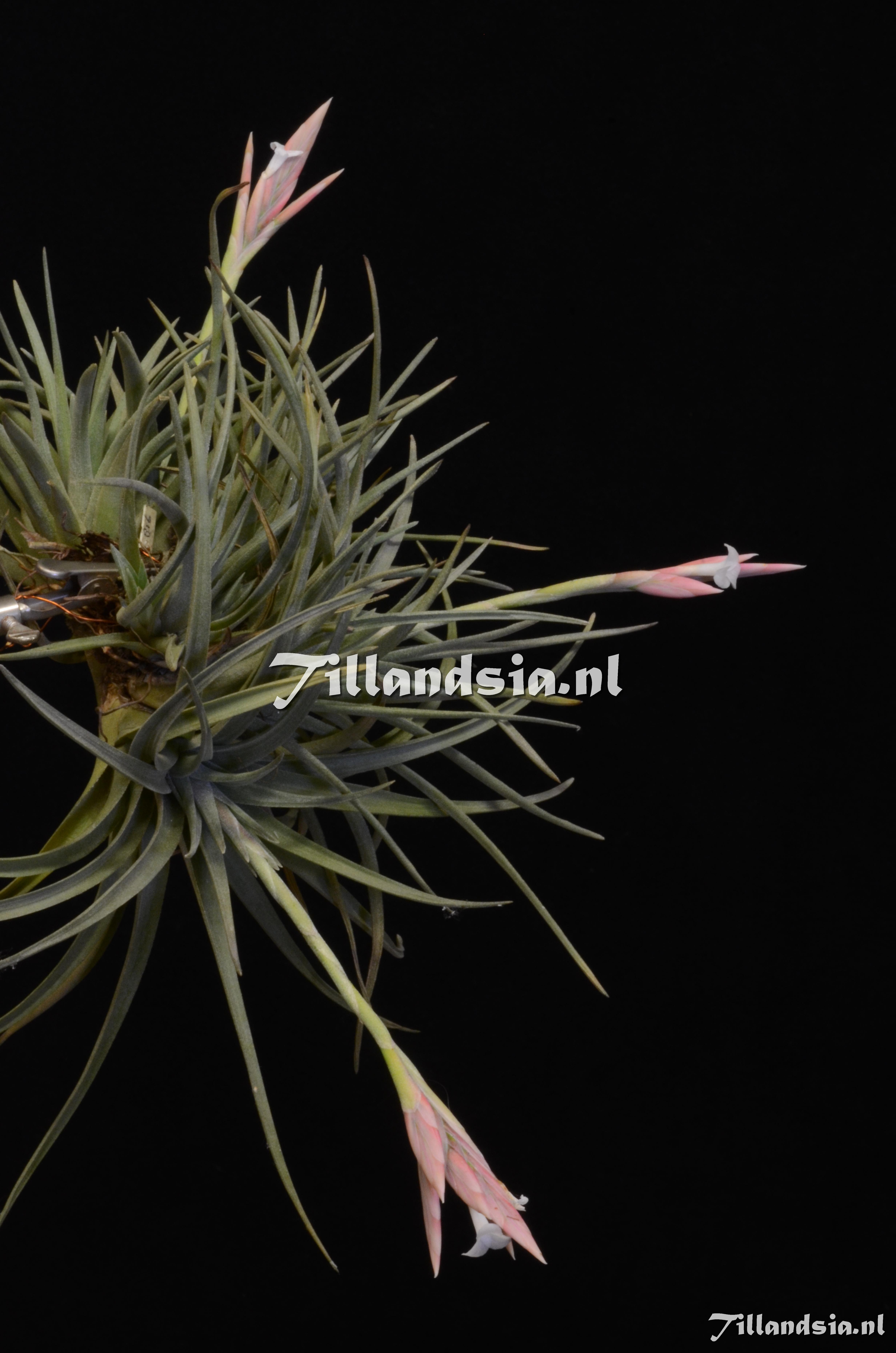 1320 Tillandsia rosacea