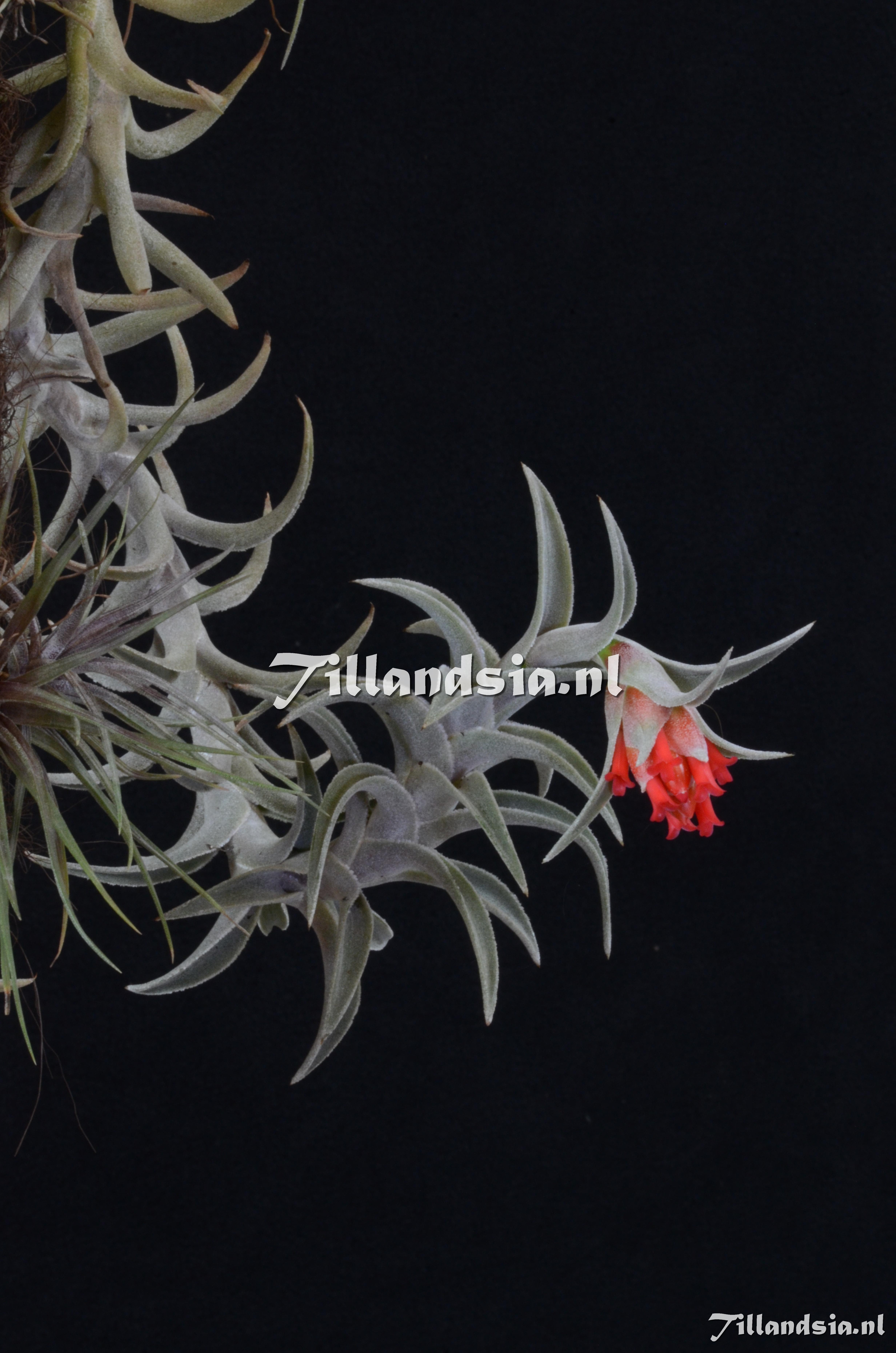 1339 Tillandsia edithae