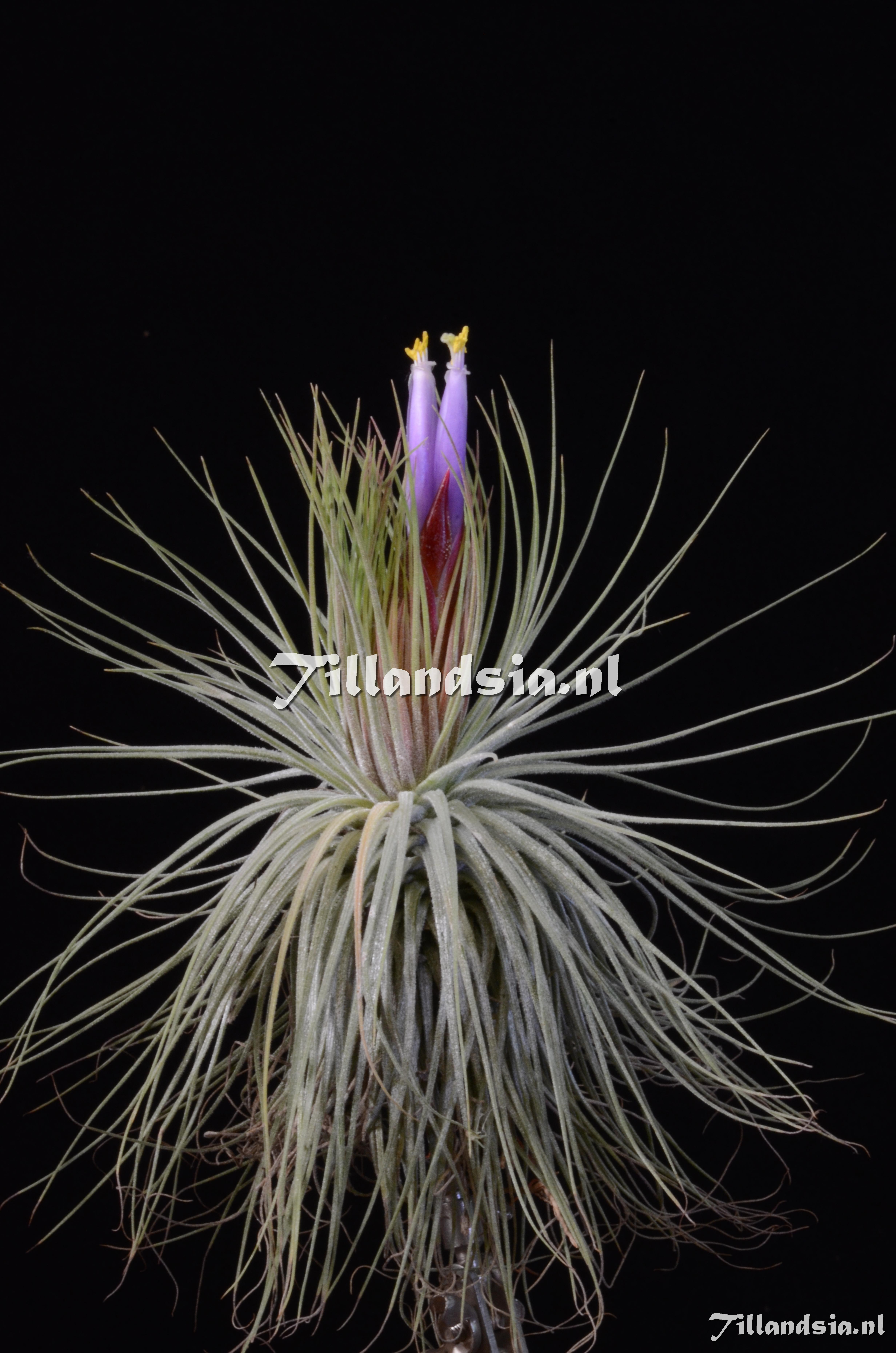 1348 Tillandsia magnusiana