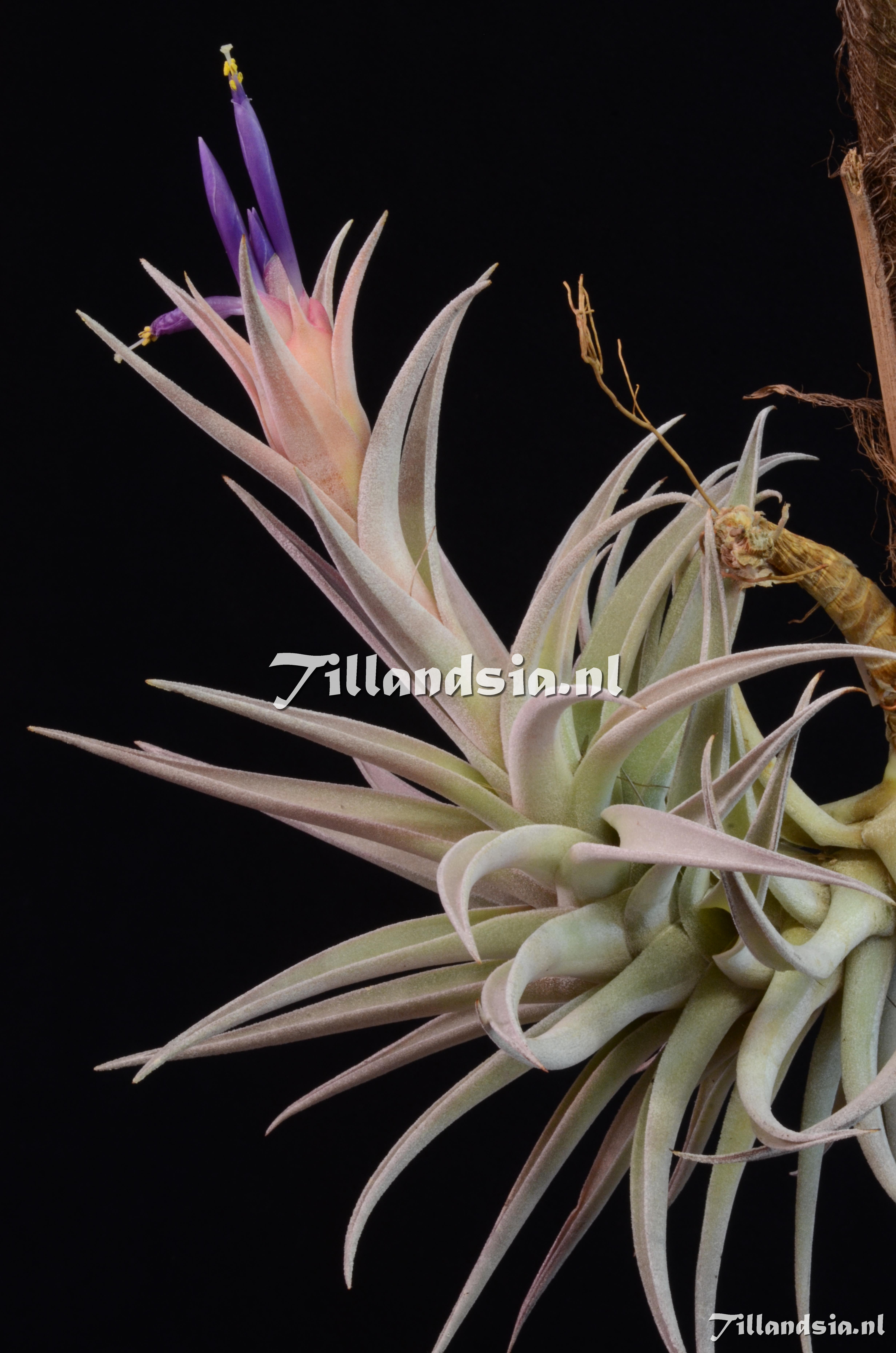 1365 Tillandsia hondurense