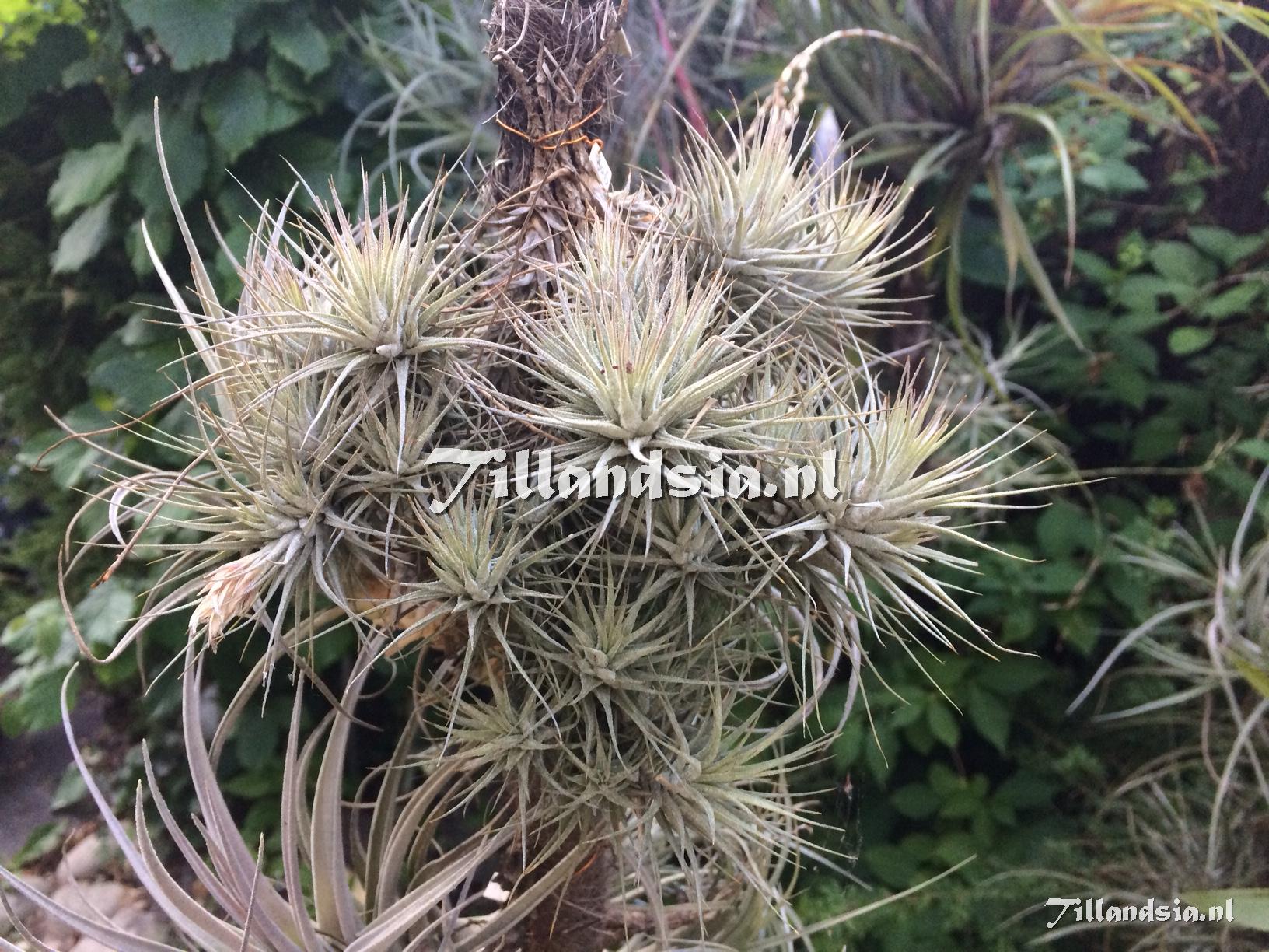 1372 Tillandsia heteromorpha