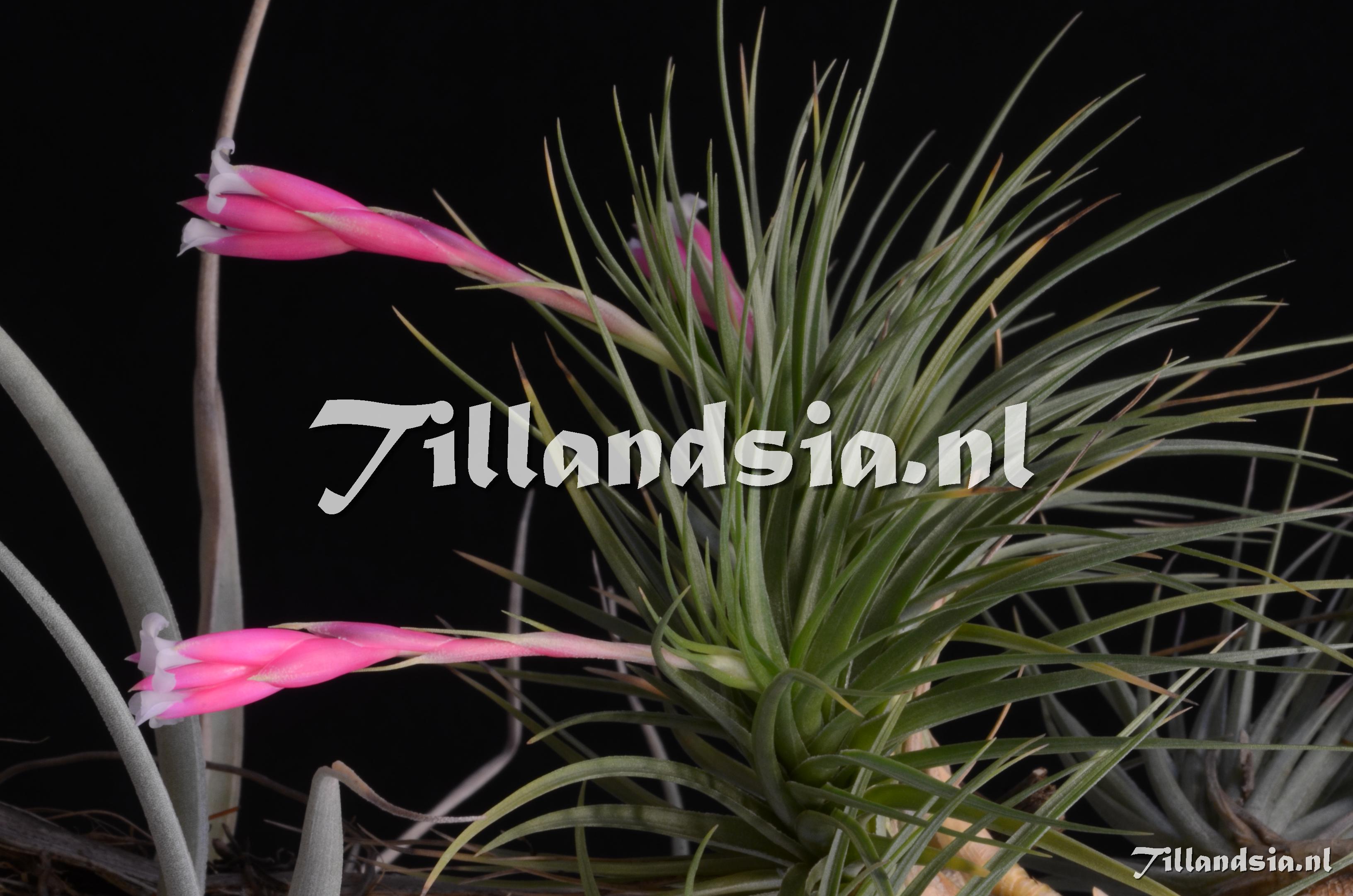 139 Tillandsia tenuifolia