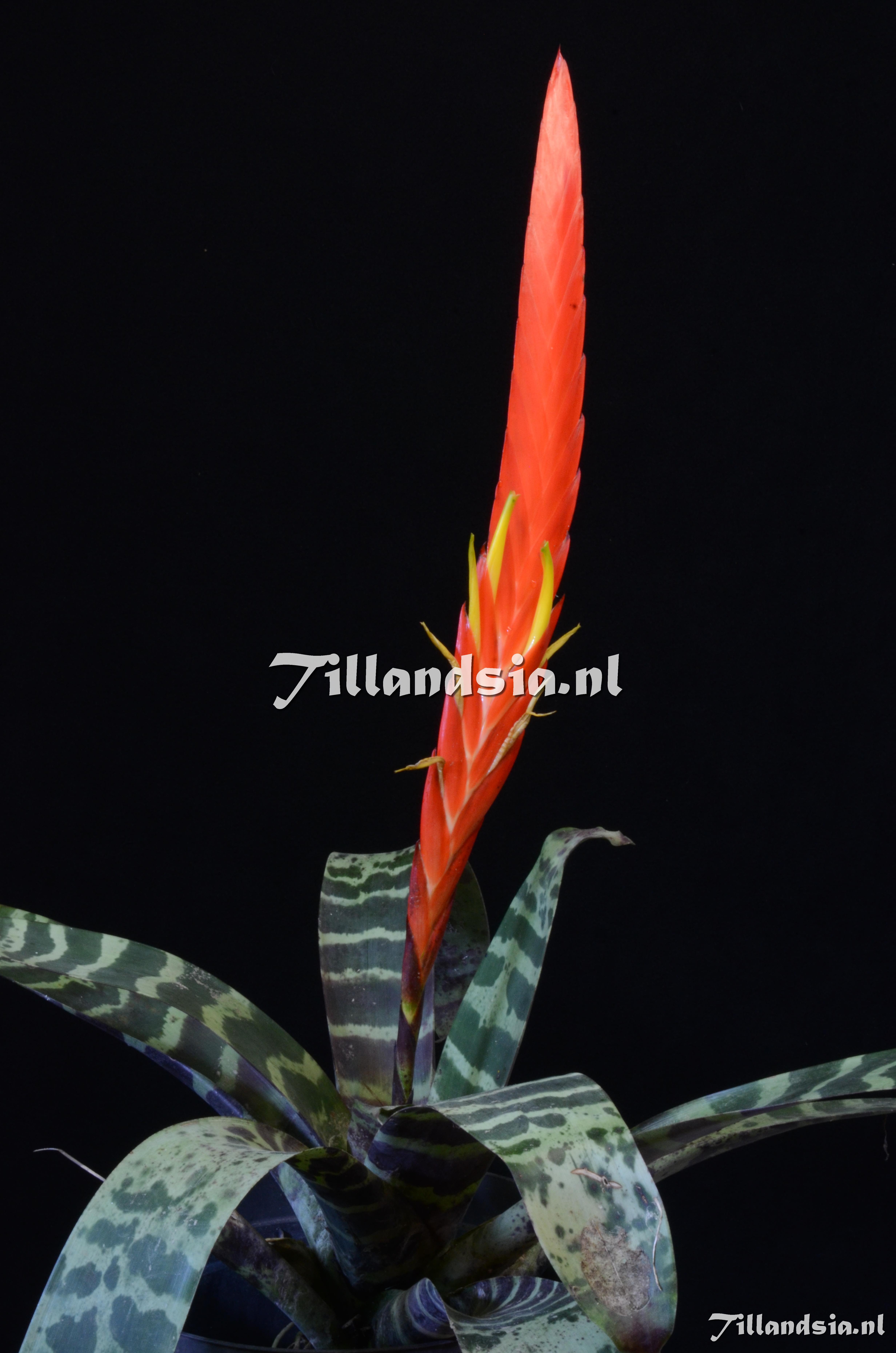 1392 Vriesea splendens