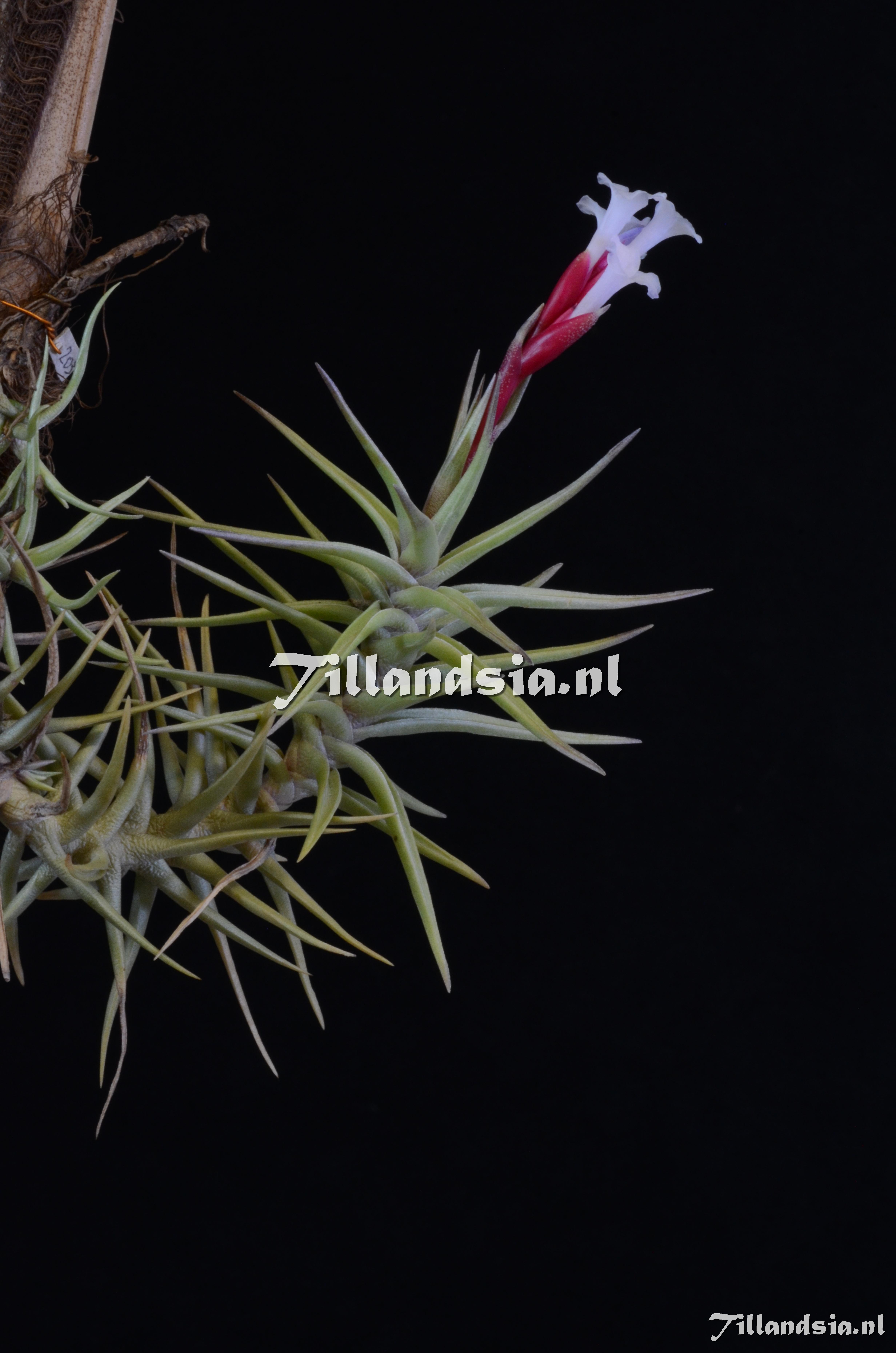 1429 Tillandsia tenuifolia ssp. cocoensis ined.
