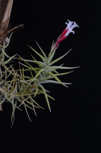 1429 Tillandsia tenuifolia ssp. cocoensis ined.