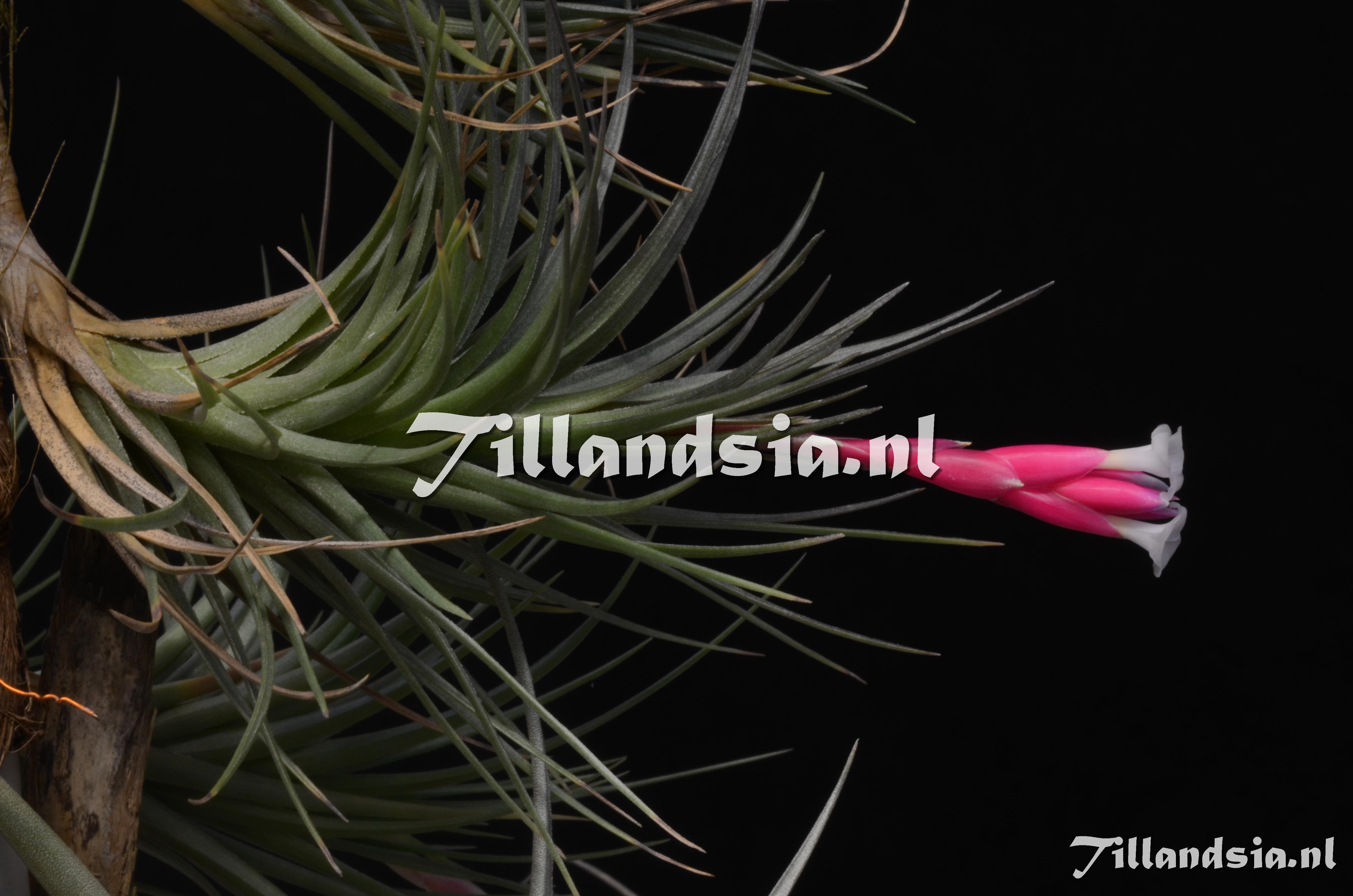 145 Tillandsia tenuifolia