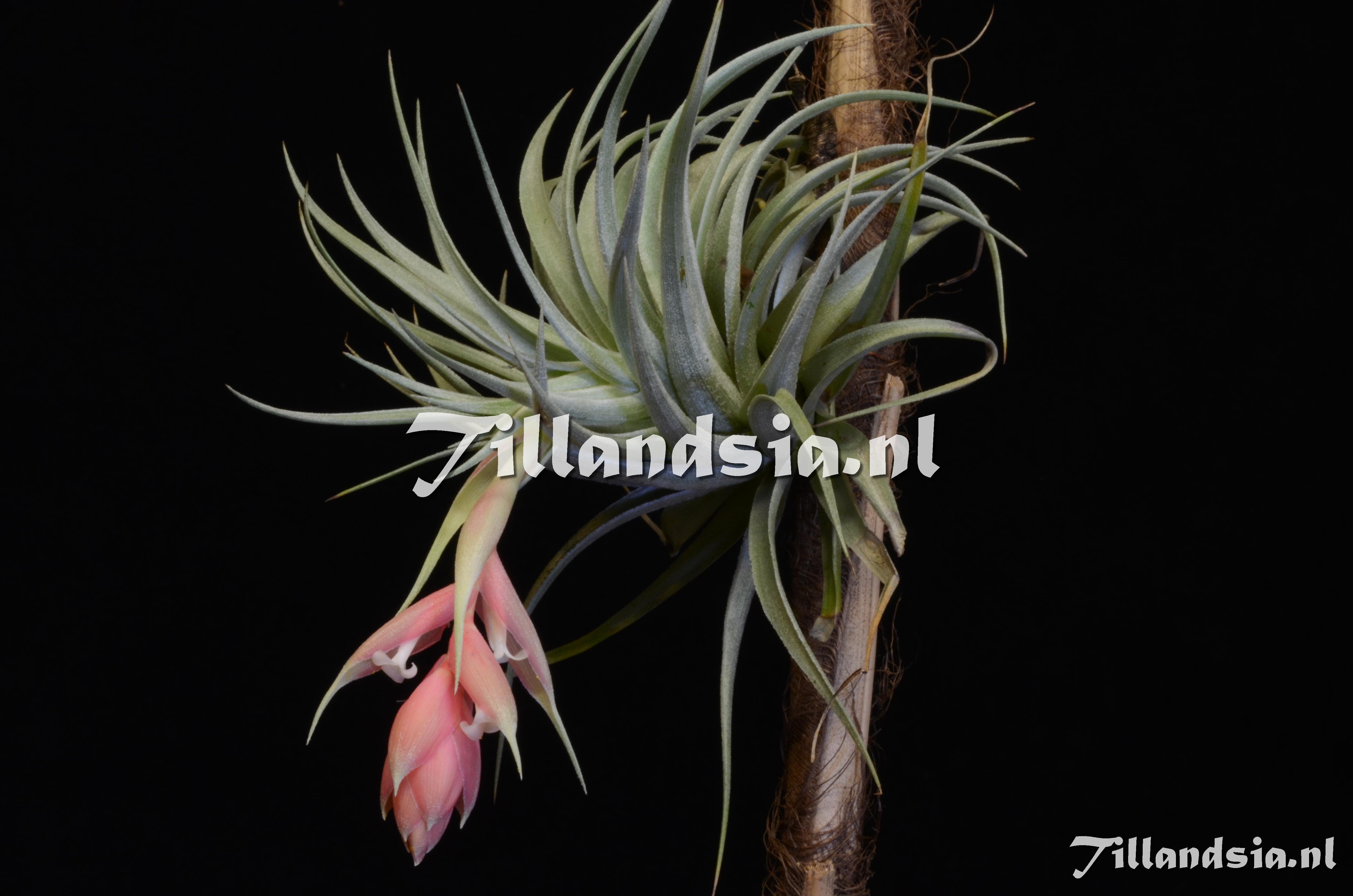 1464 Tillandsia recurvifolia