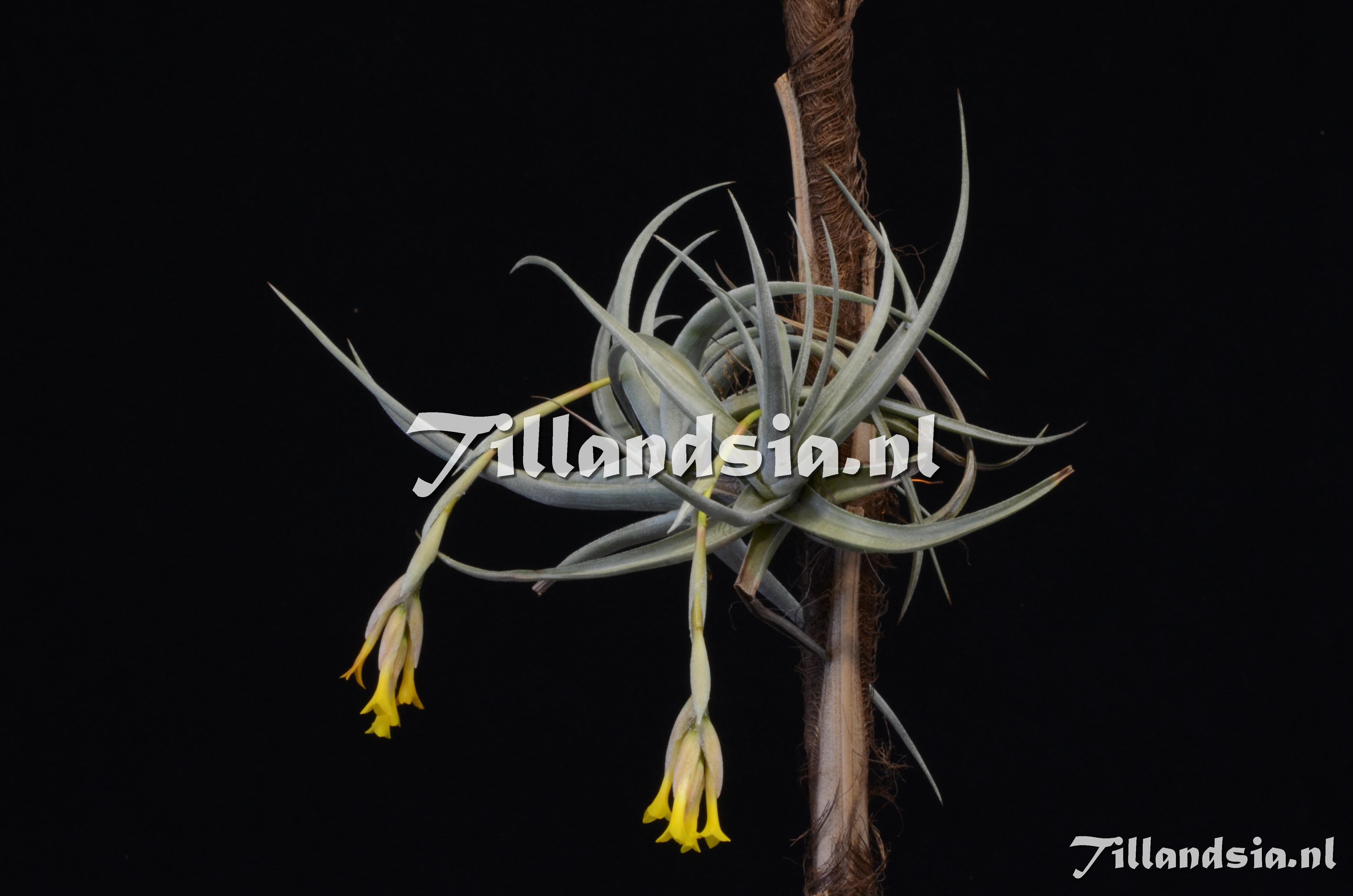 1482 Tillandsia ixioides