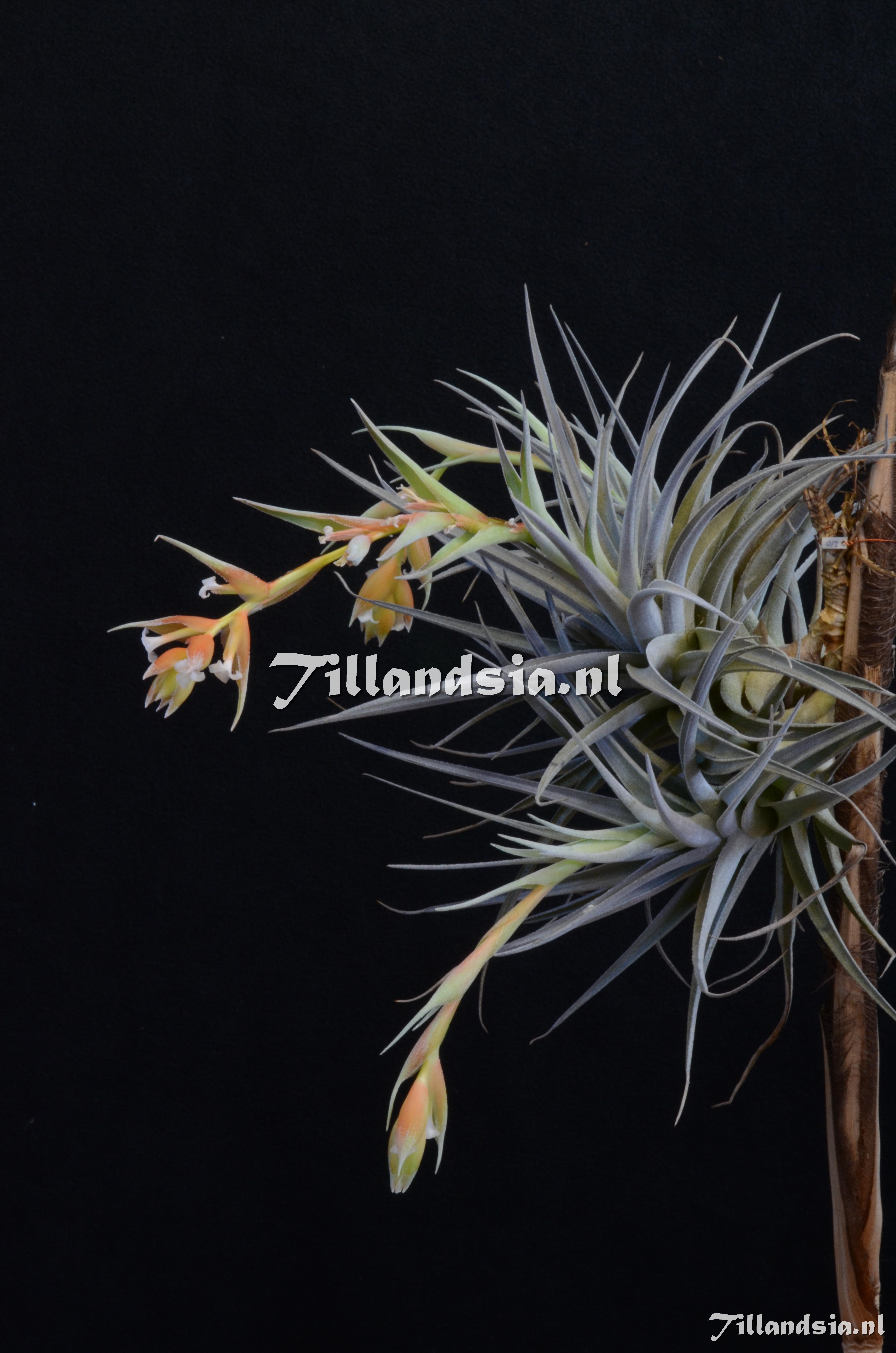 1487 Tillandsia recurvifolia var. subsecundifolia
