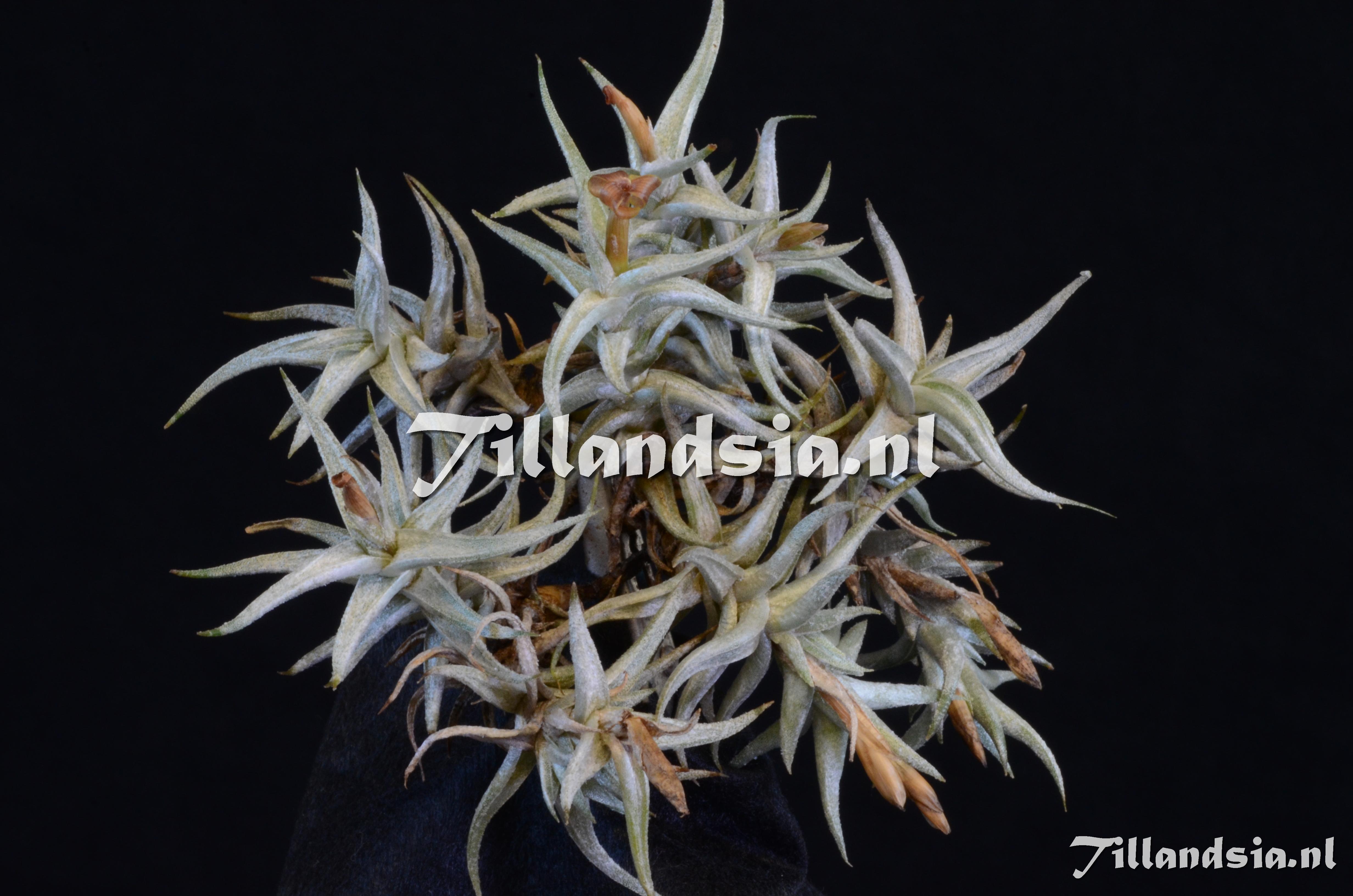 1497 Tillandsia rectangula