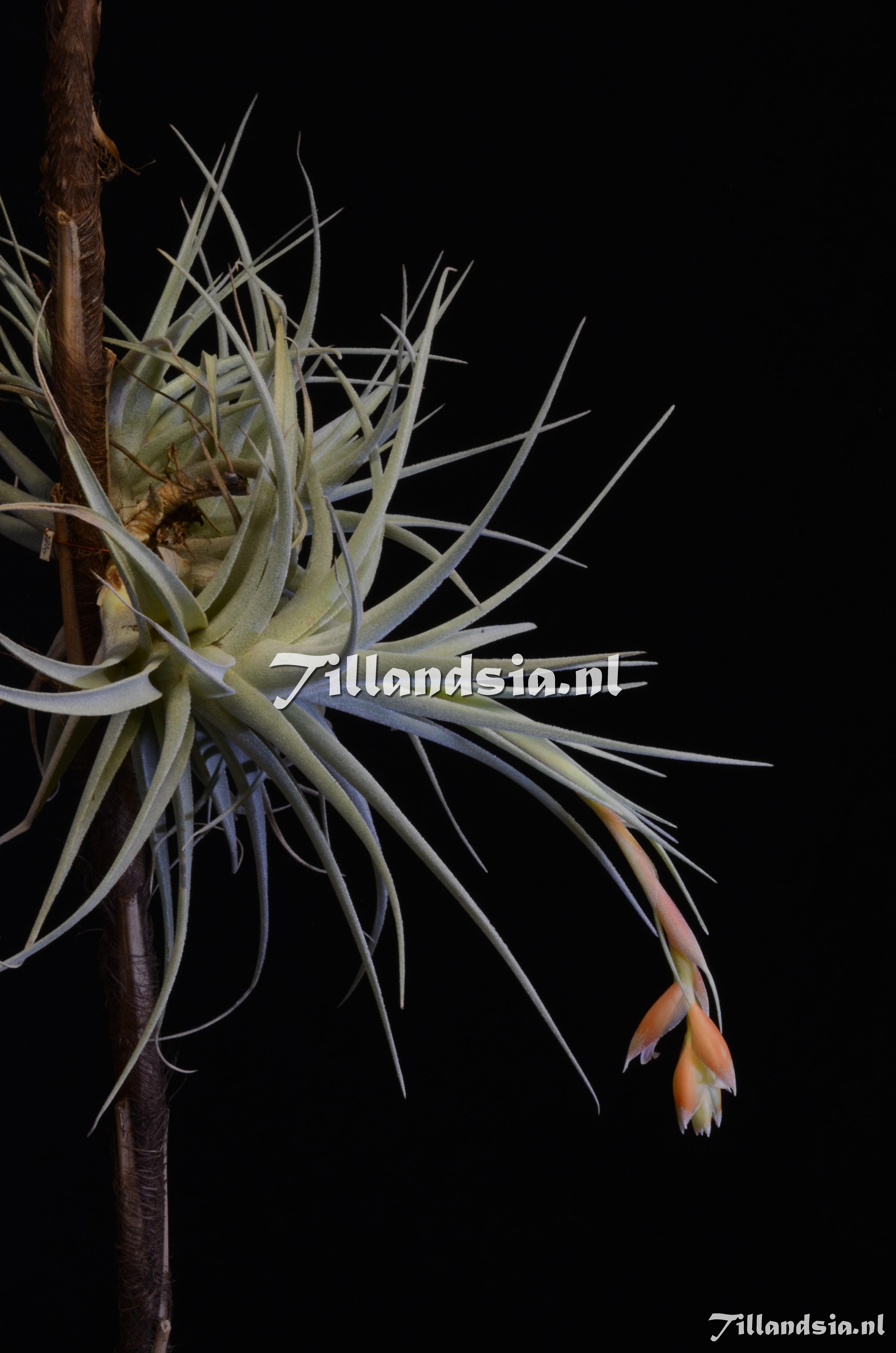 1507 Tillandsia cf. recurvifolia var. subsecundifolia