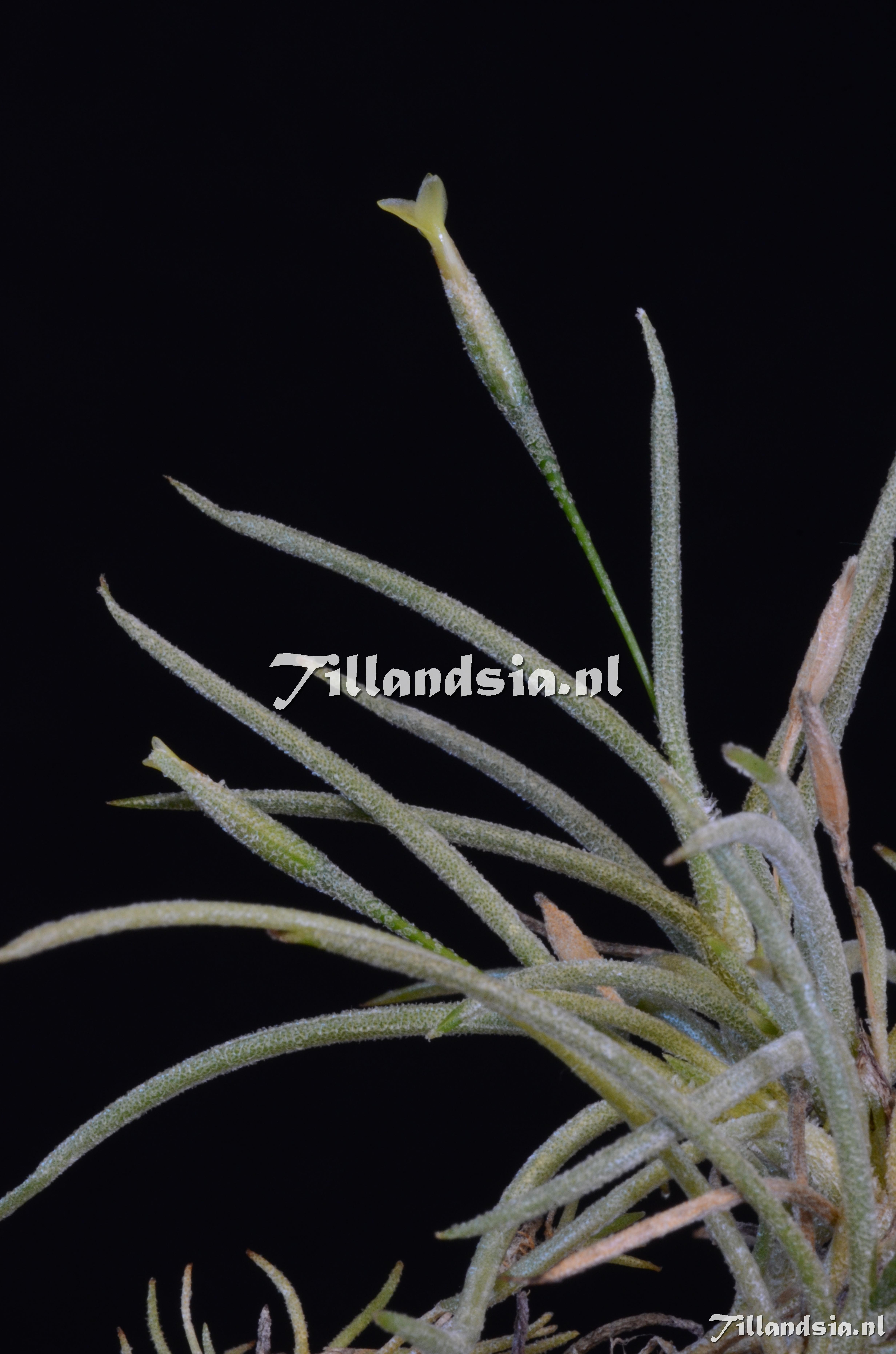 1510 Tillandsia virescens