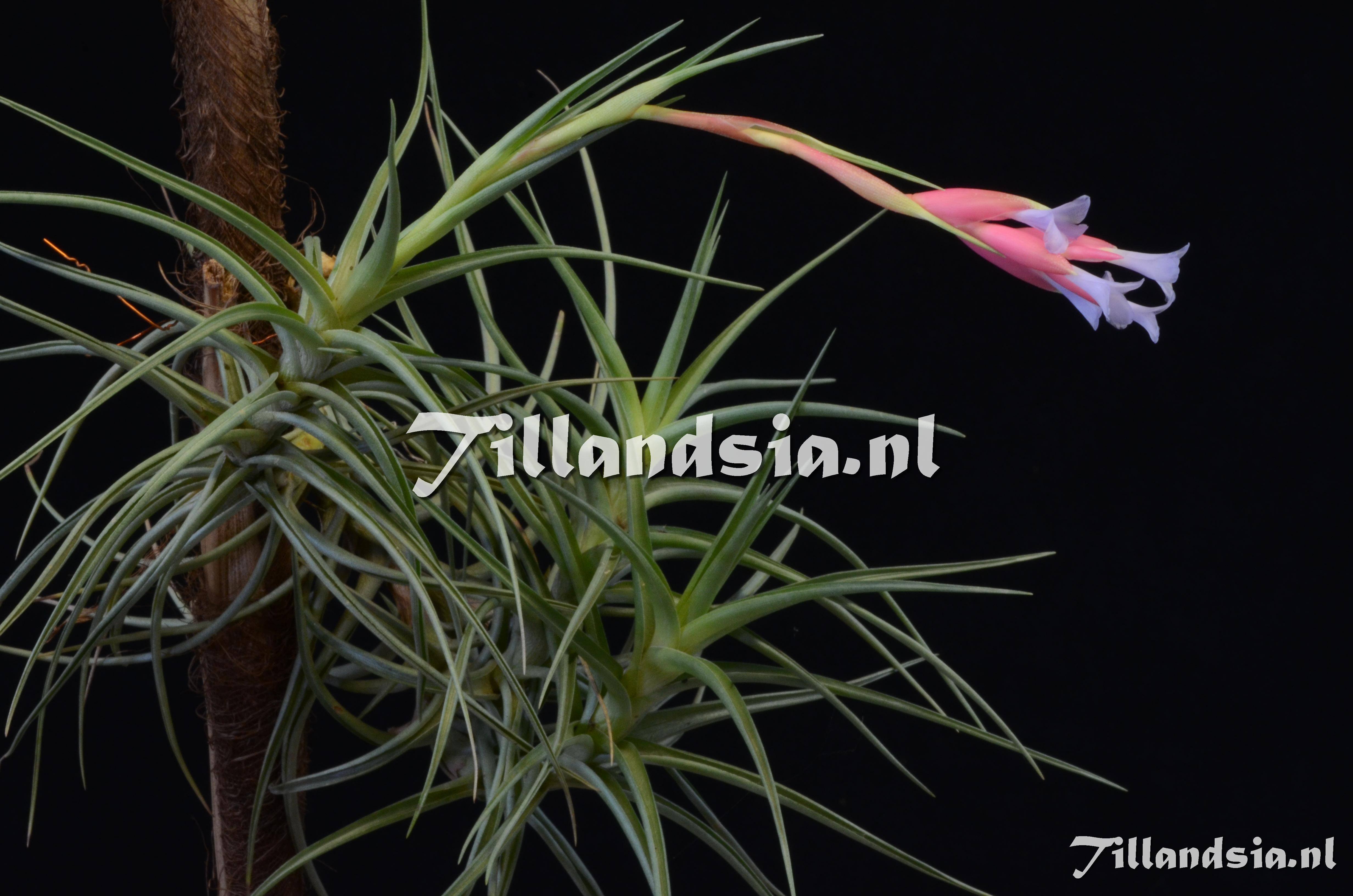 1530 Tillandsia tenufolia
