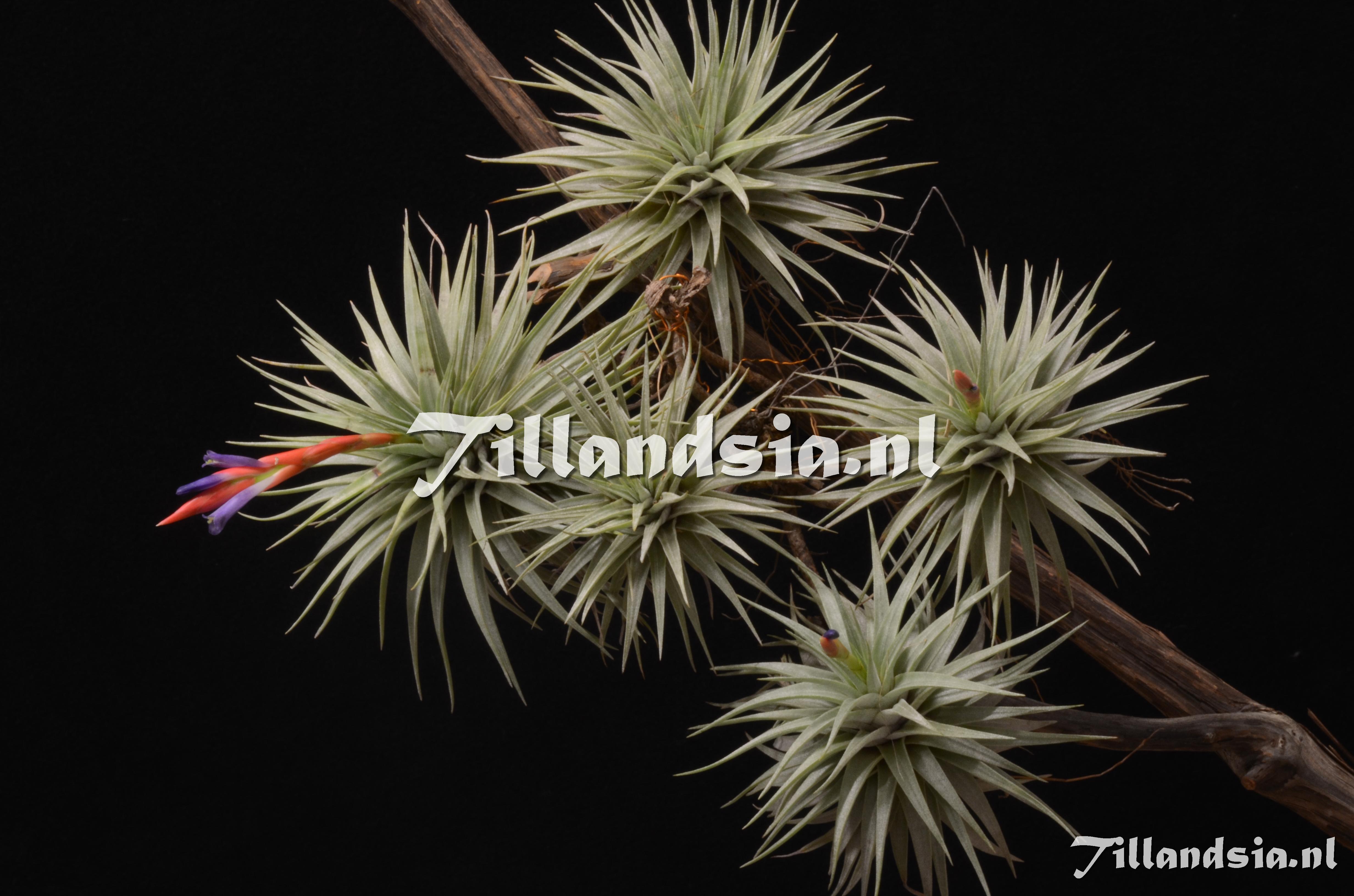 154 Tillandsia espinosae