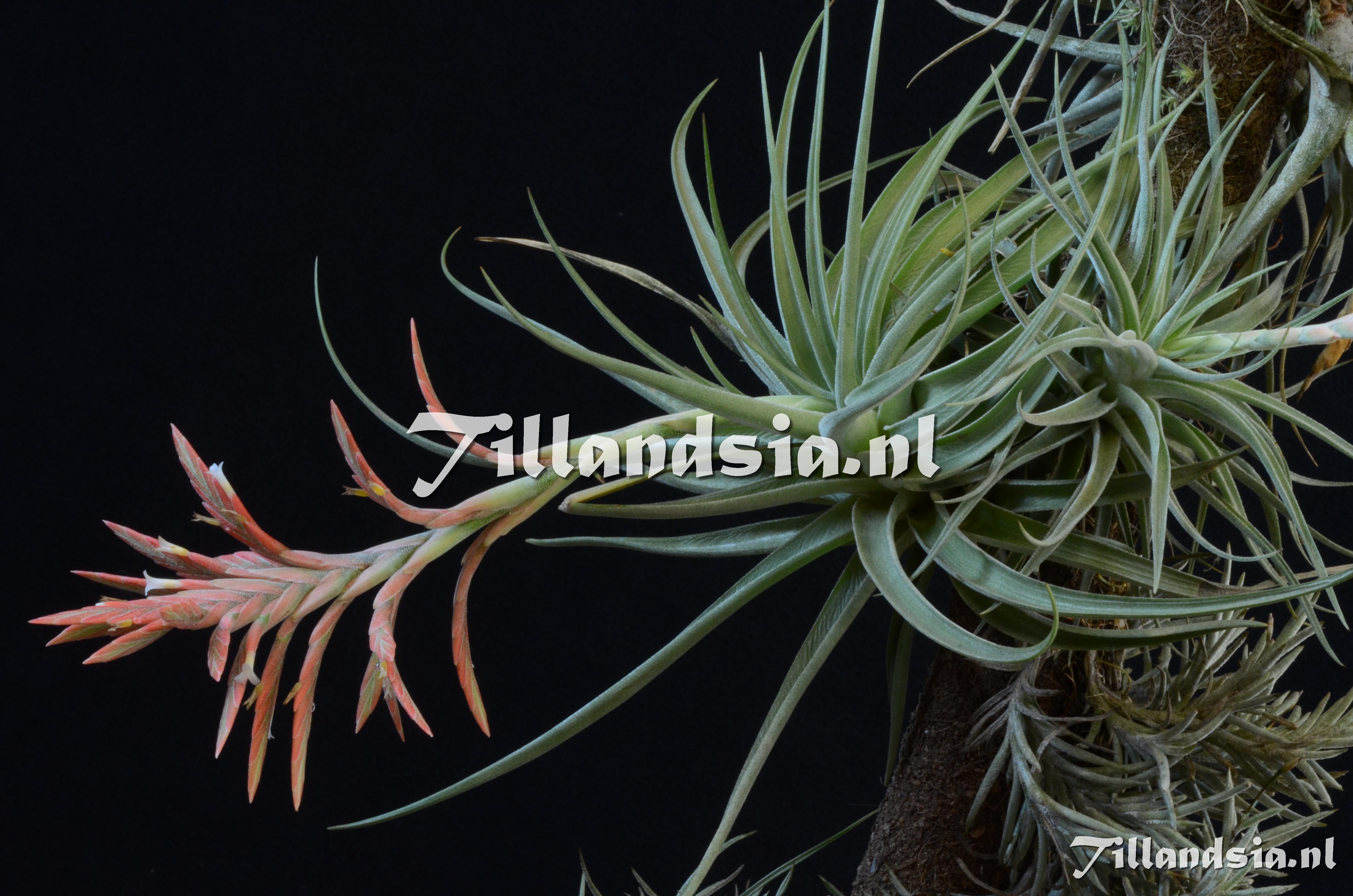 1584 Tillandsia didisticha