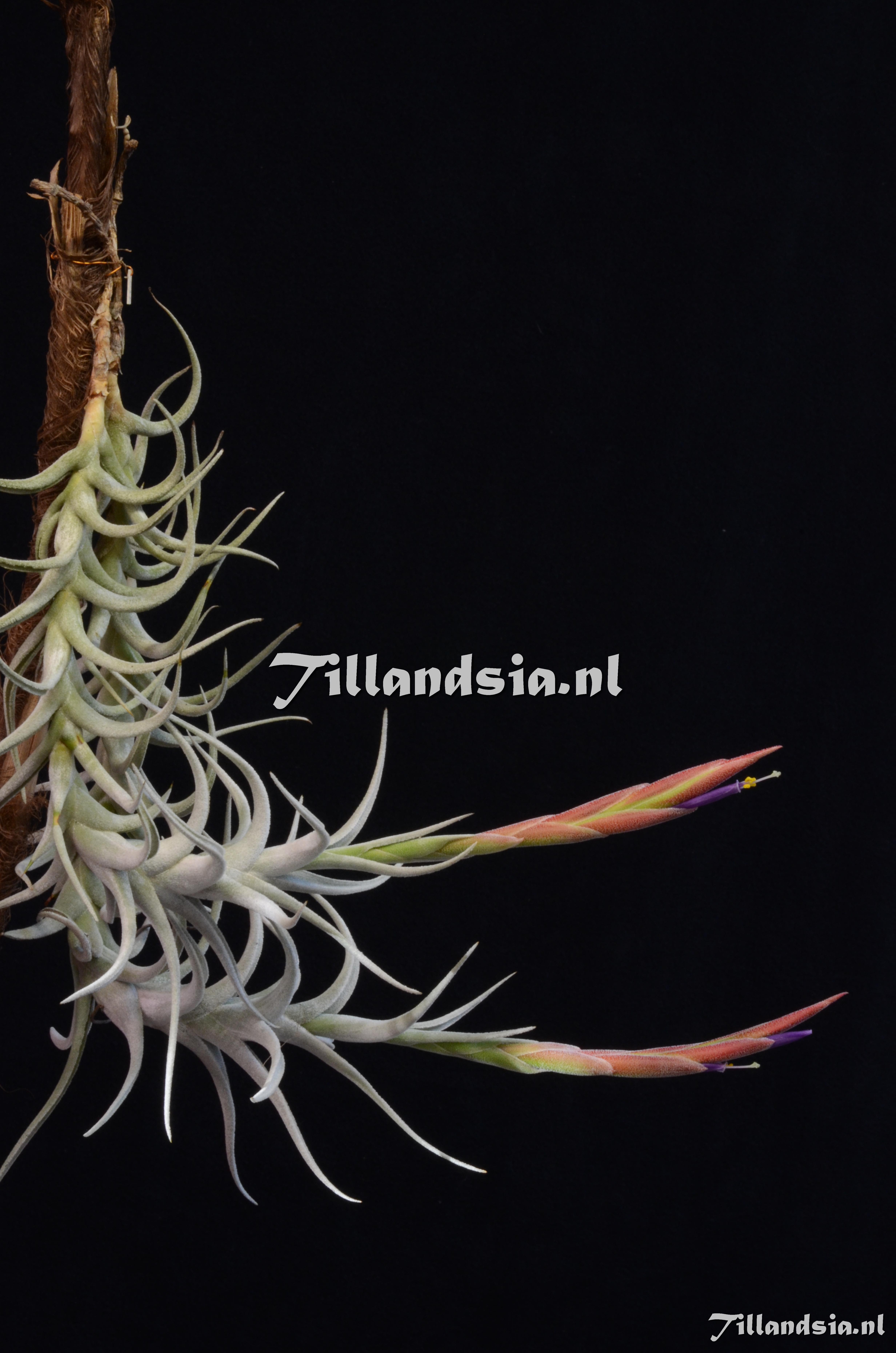 1587 Tillandsia mitlaensis var. tulensis