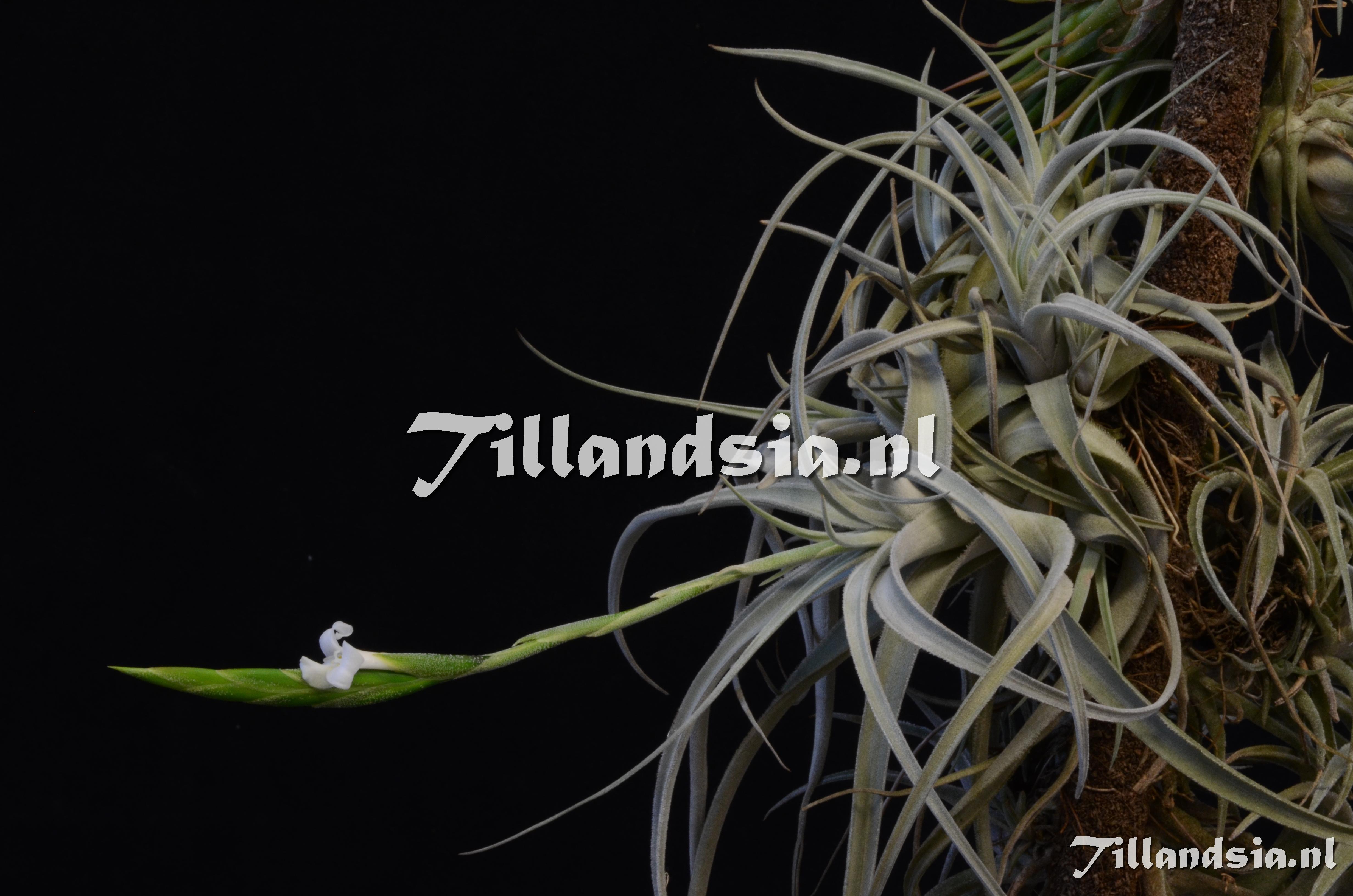 1603 Tillandsia chiletensis