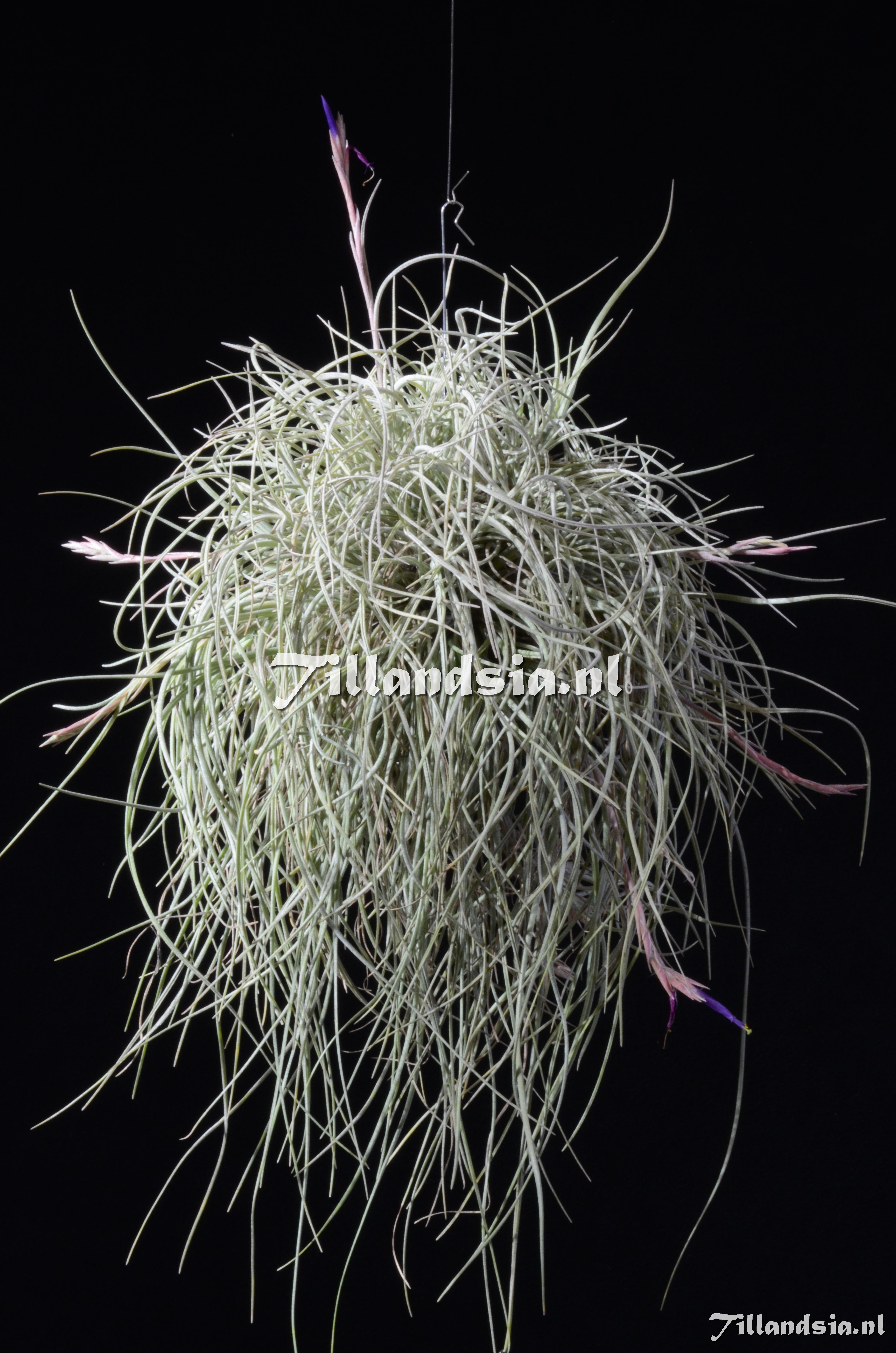 Tillandsia.NL