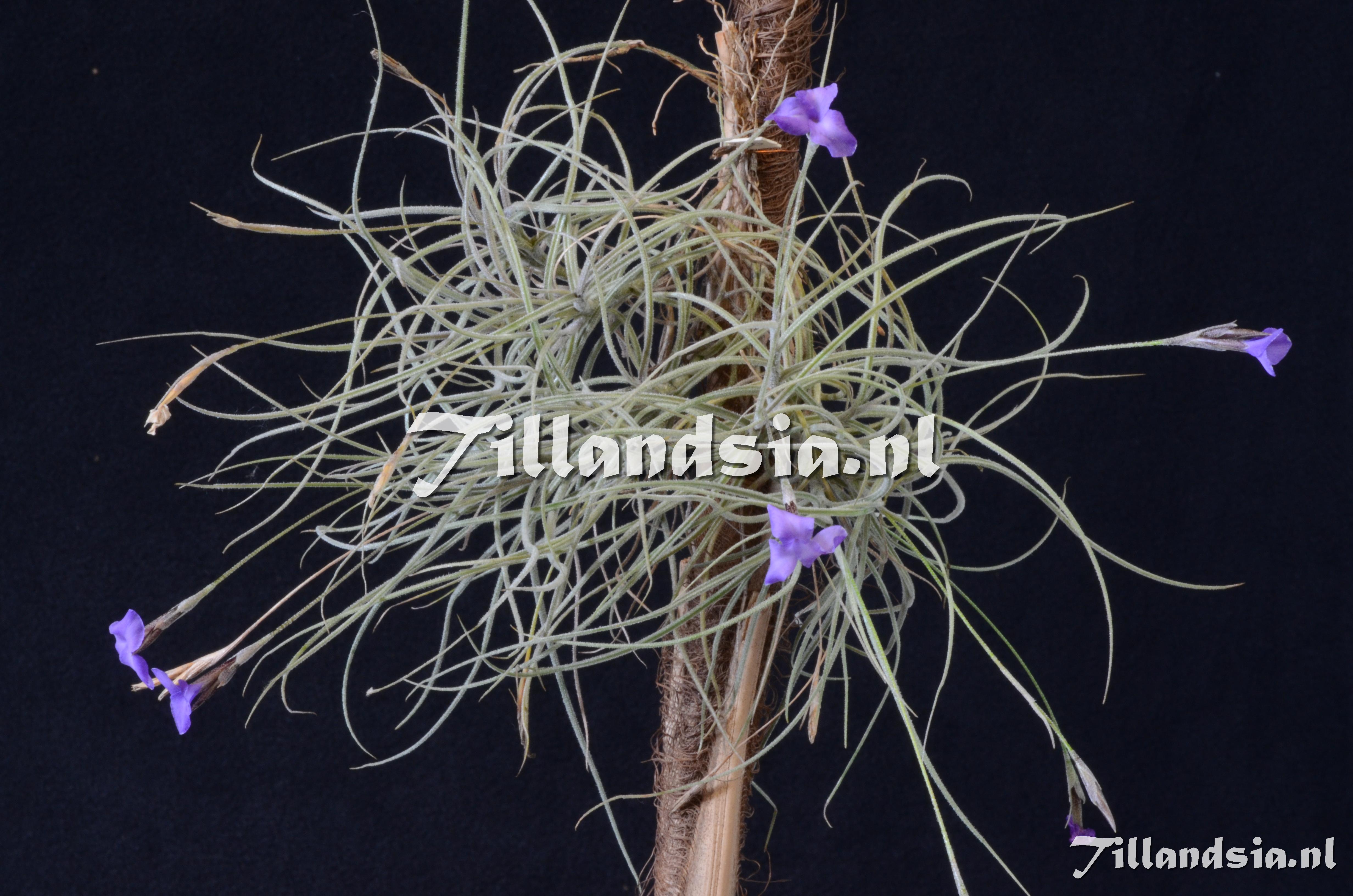 1658 Tillandsia mallemontii