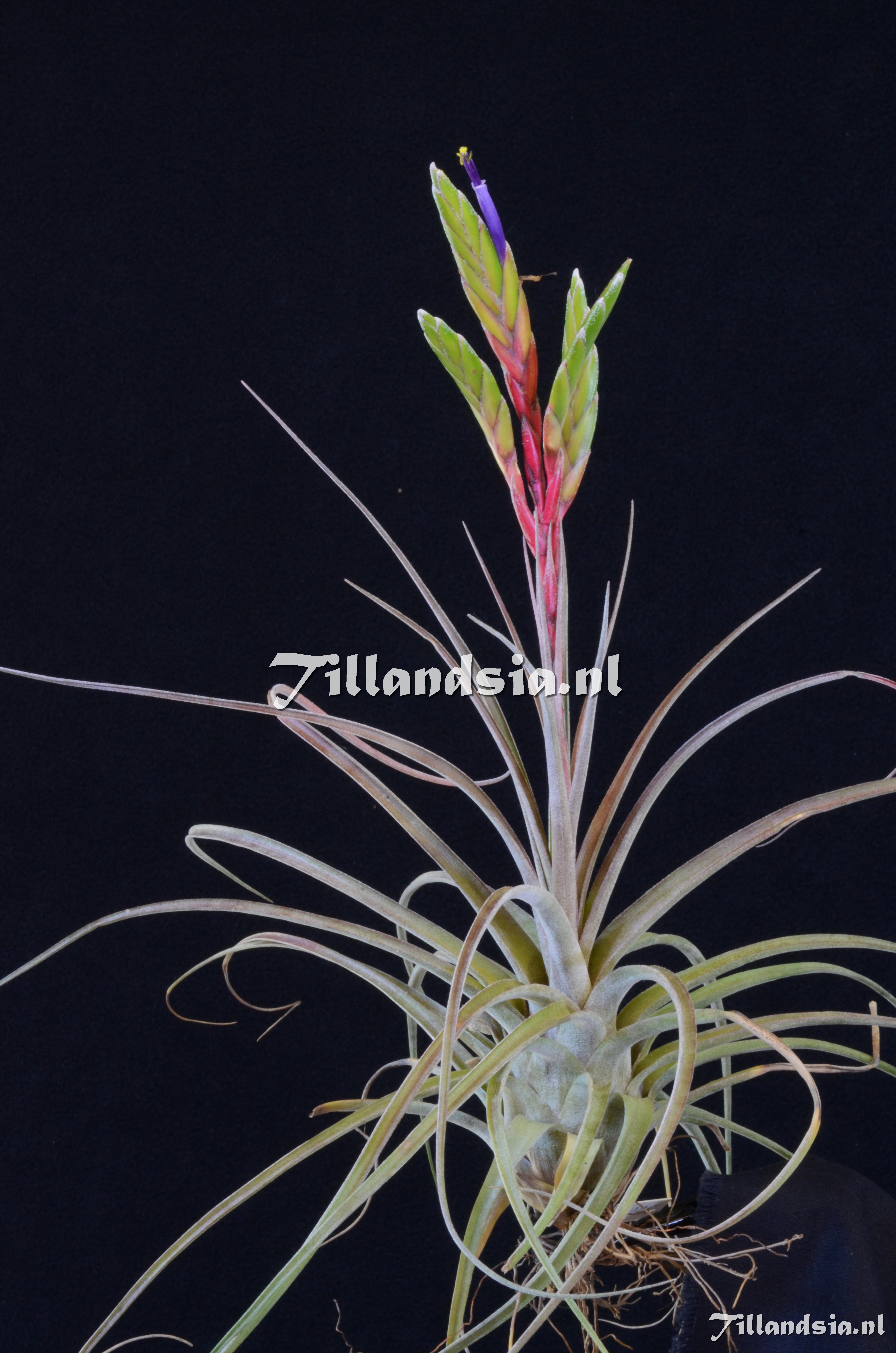 1665 Tillandsia manzanilloensis